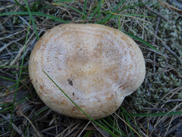 Рыжик неяркий - Lactarius quieticolor