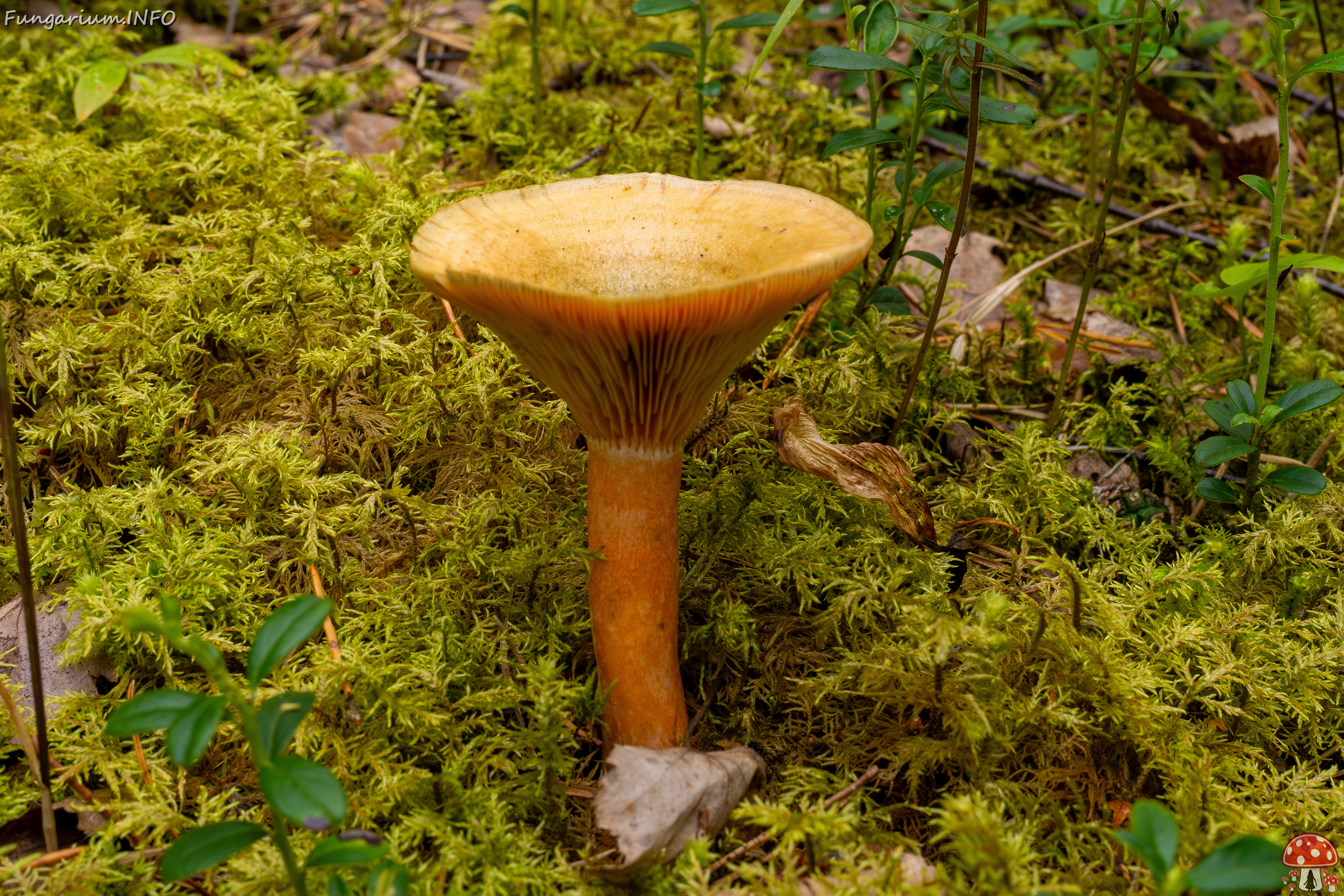 lactarius-fennoscandicus_1-10 