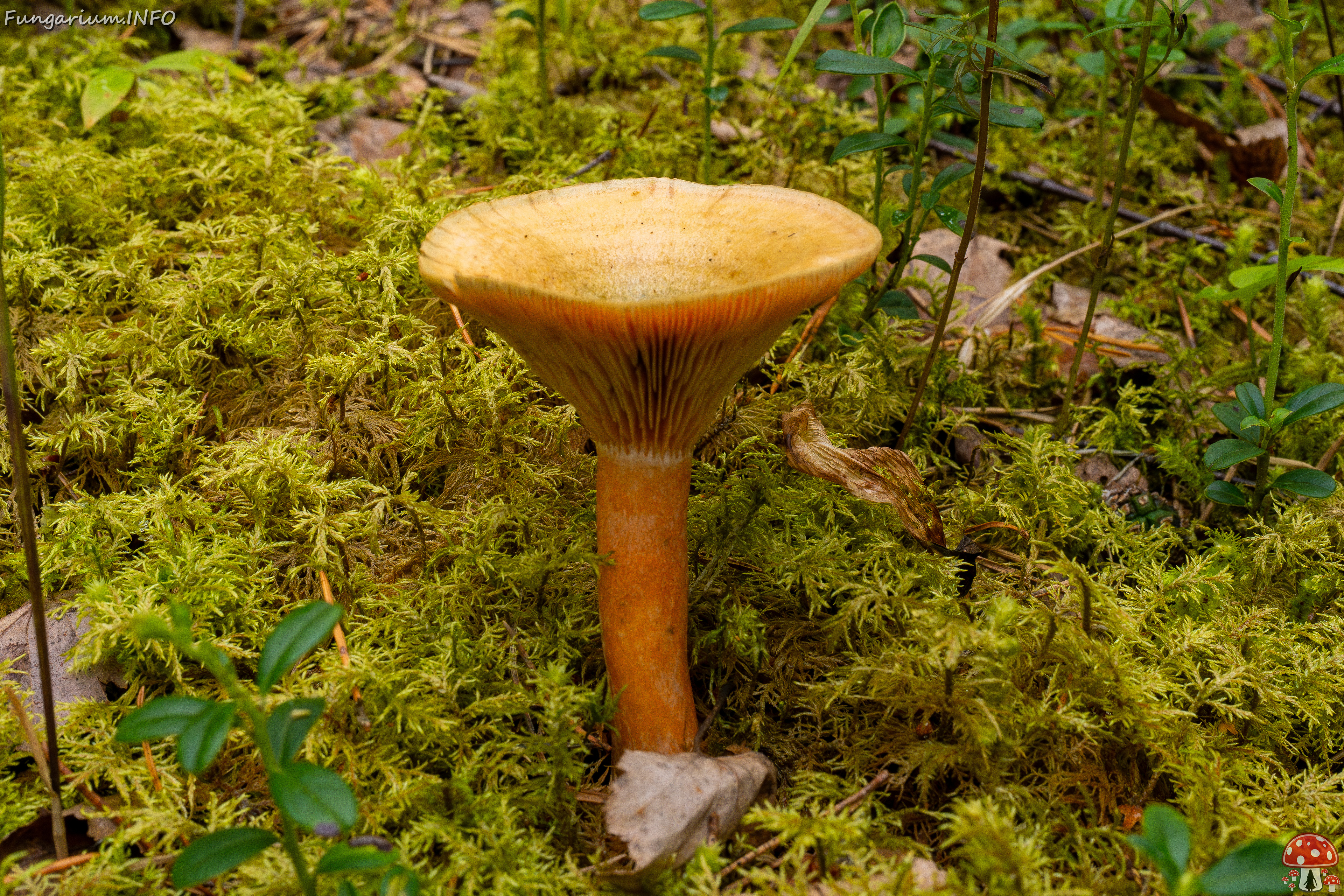 lactarius-fennoscandicus_1-11 