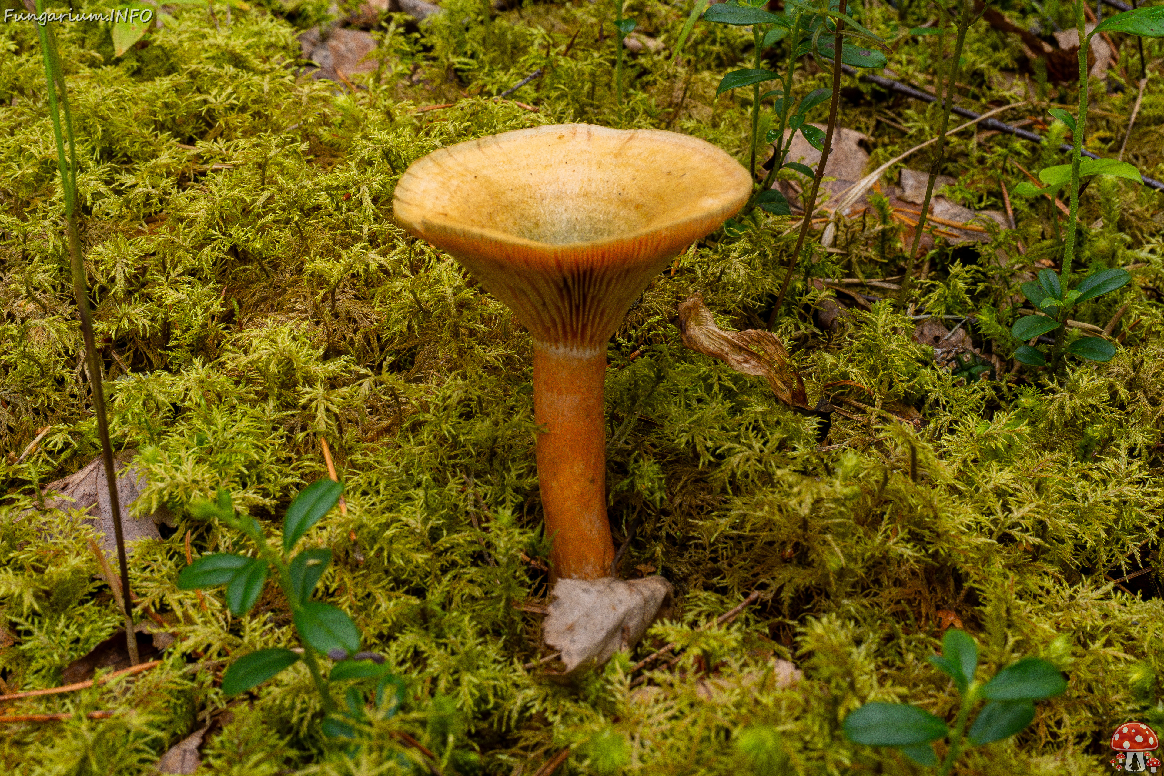 lactarius-fennoscandicus_1-12 