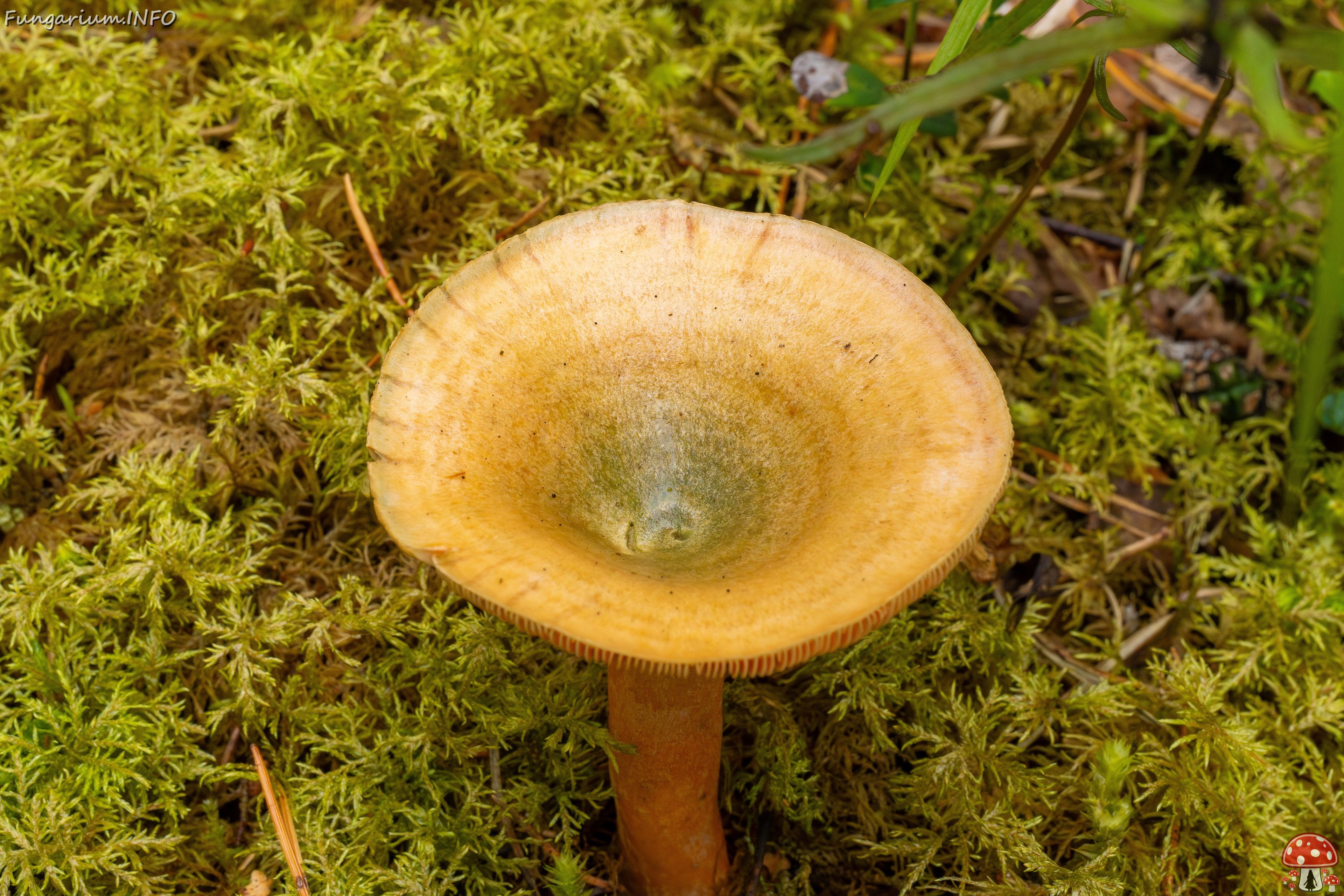 lactarius-fennoscandicus_1-13 