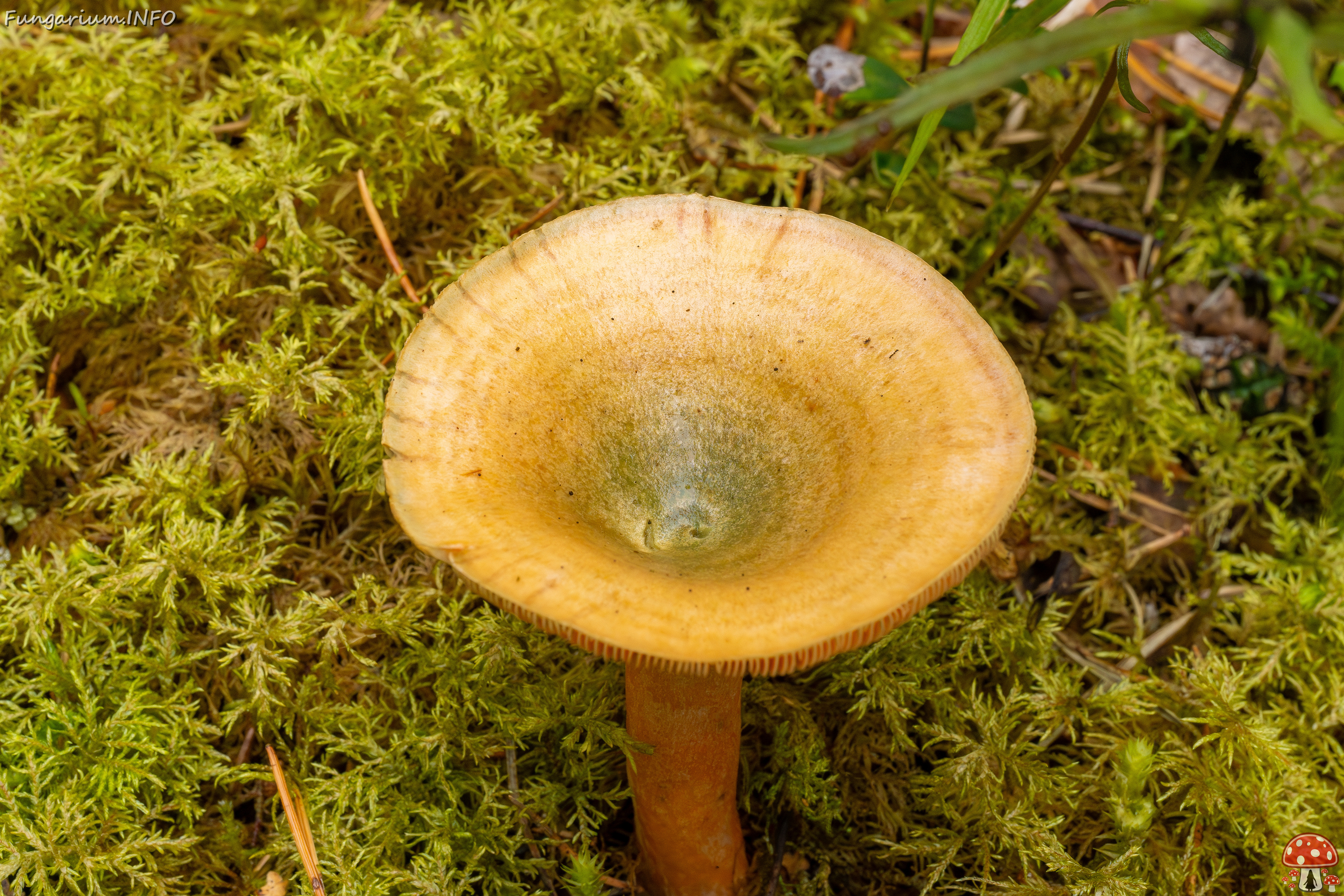 lactarius-fennoscandicus_1-14 