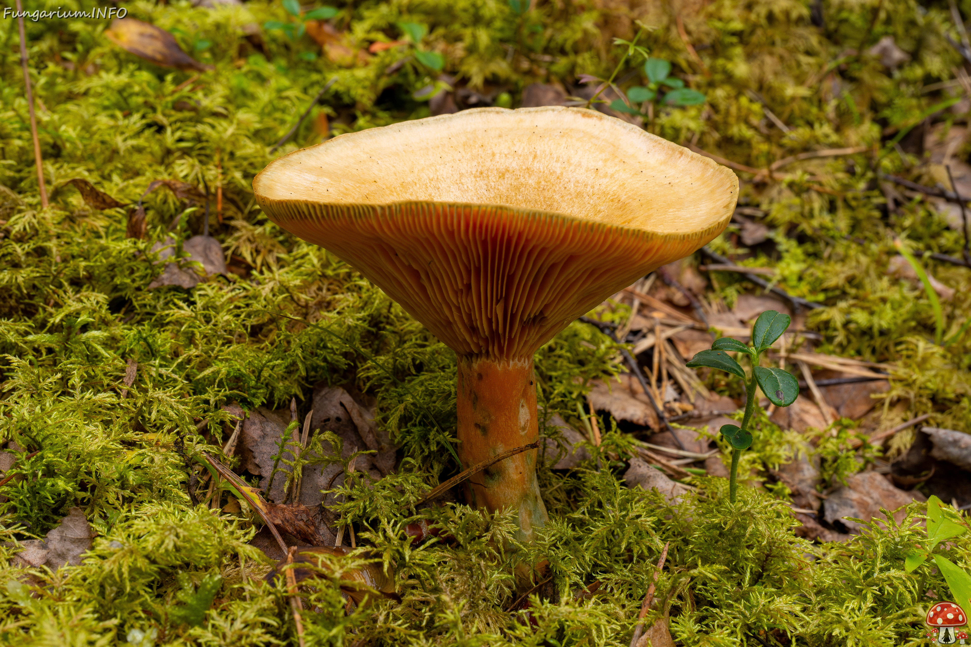 lactarius-fennoscandicus_1-15 