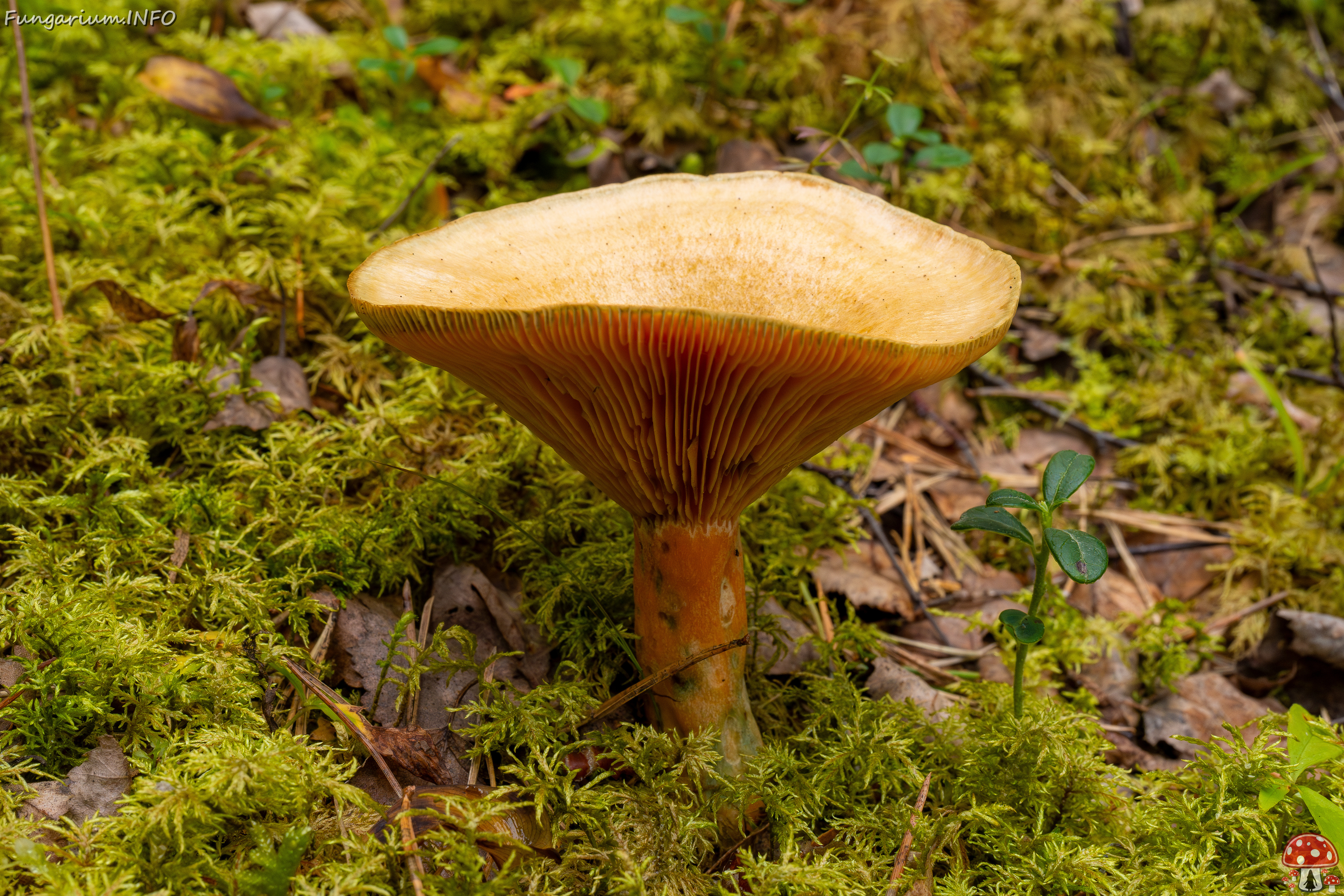 lactarius-fennoscandicus_1-16 