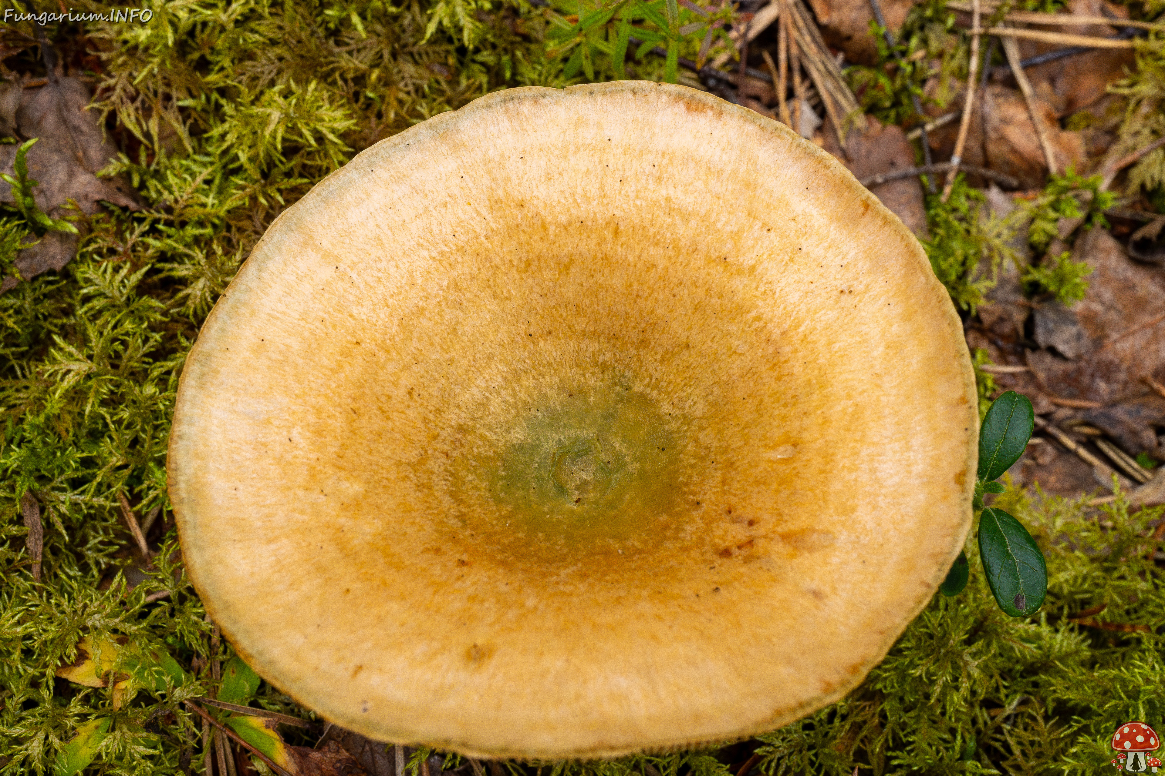 lactarius-fennoscandicus_1-17 