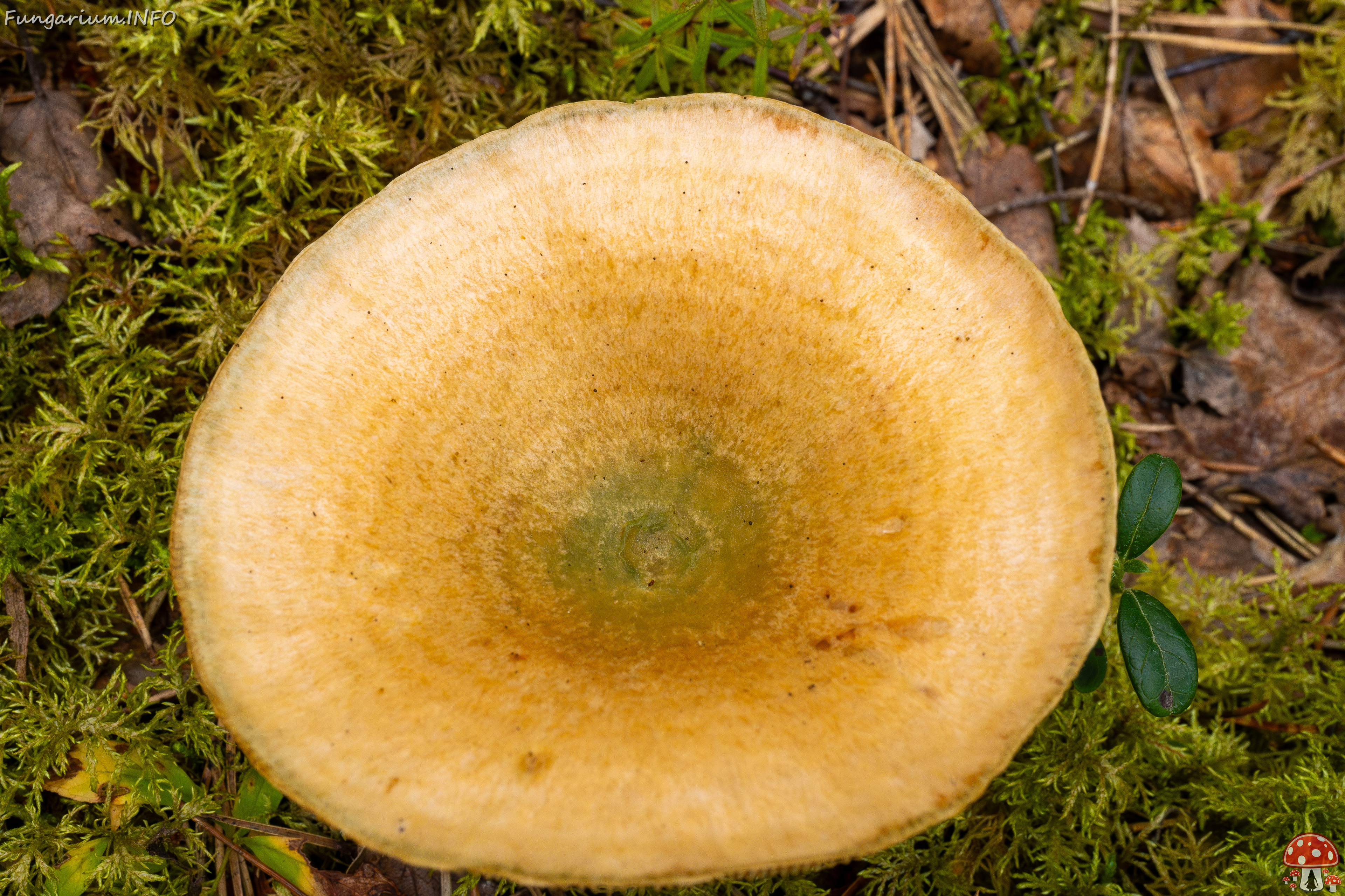 lactarius-fennoscandicus_1-18 