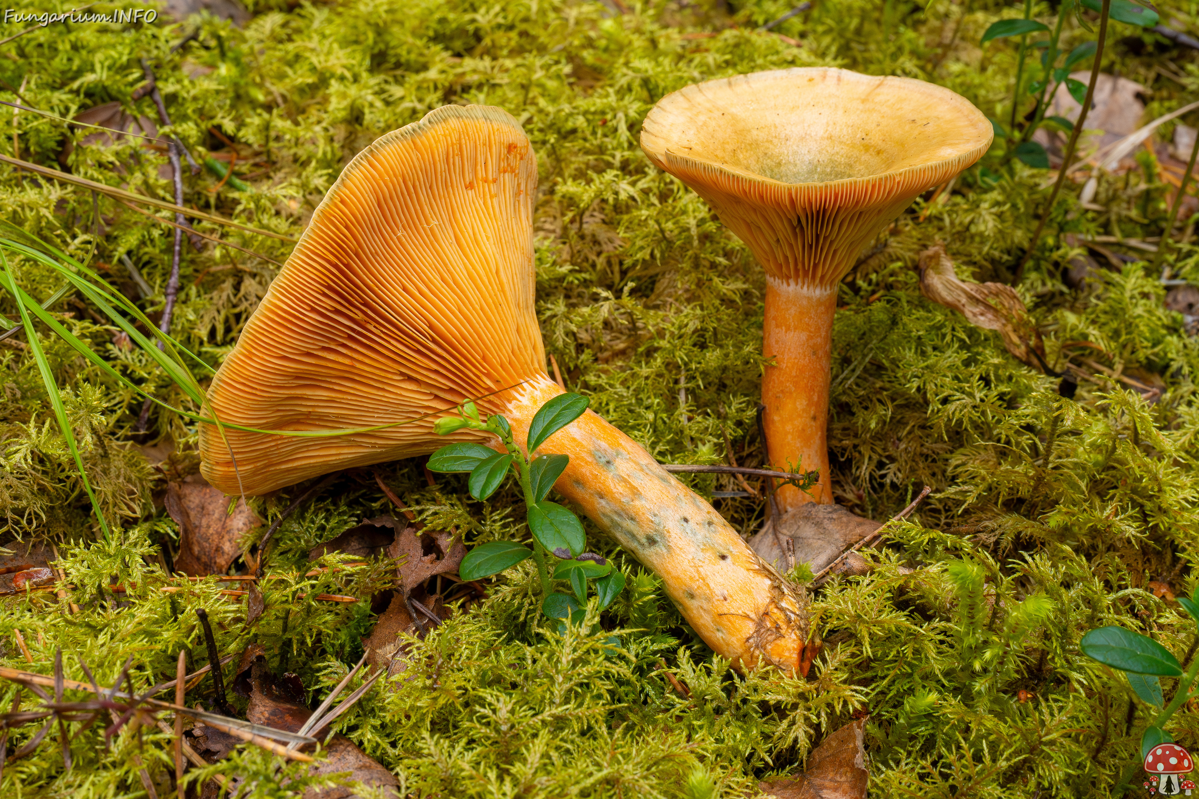 lactarius-fennoscandicus_1-20 