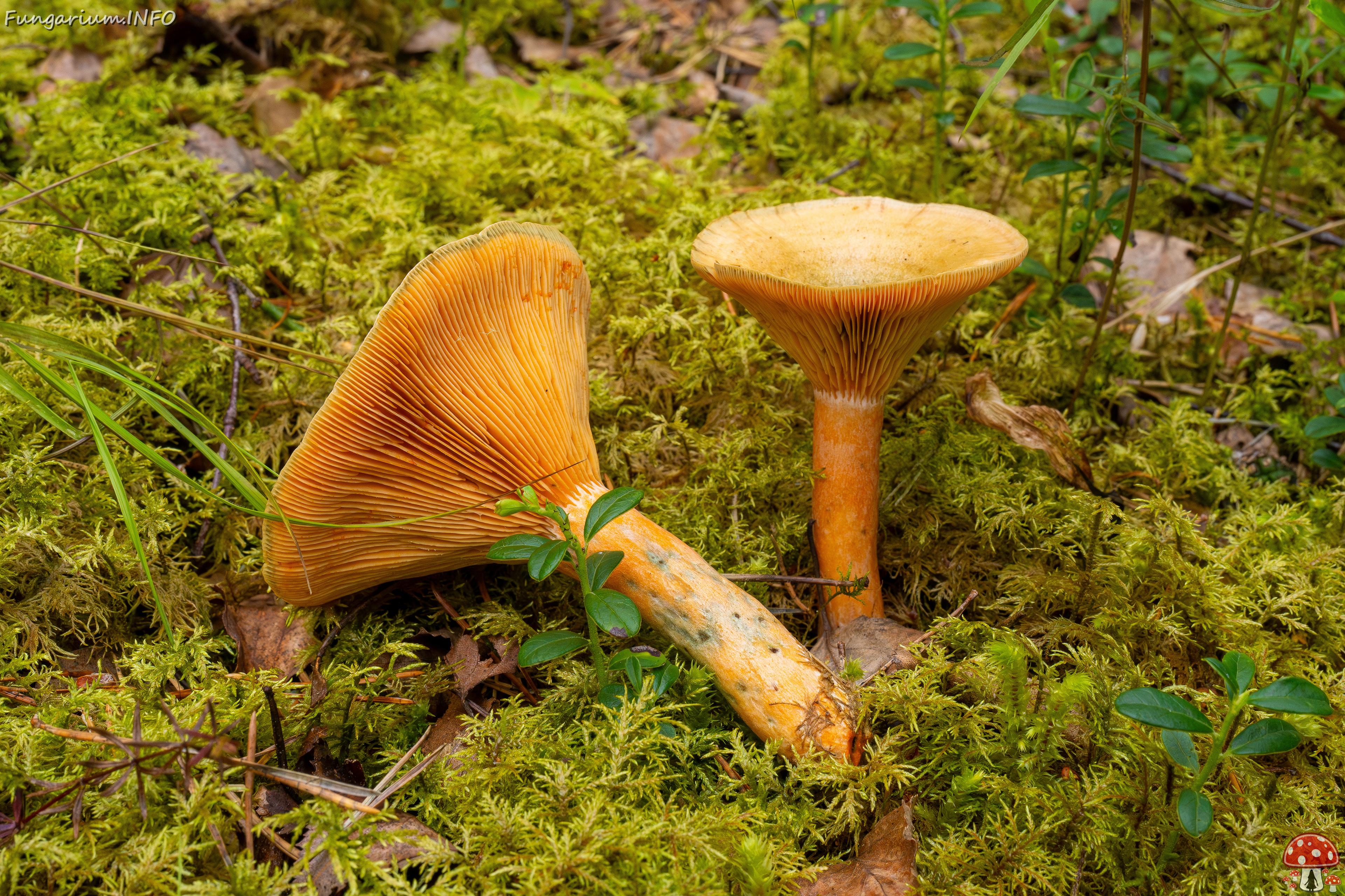 lactarius-fennoscandicus_1-21 