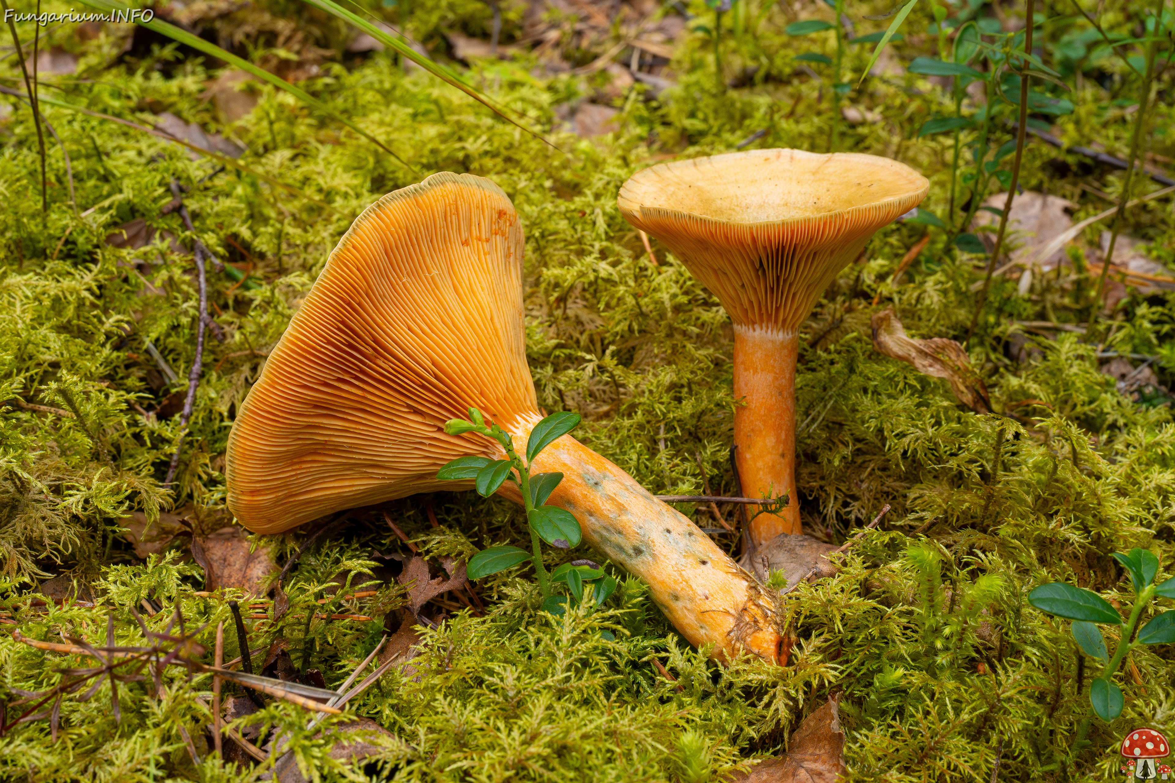 lactarius-fennoscandicus_1-22 