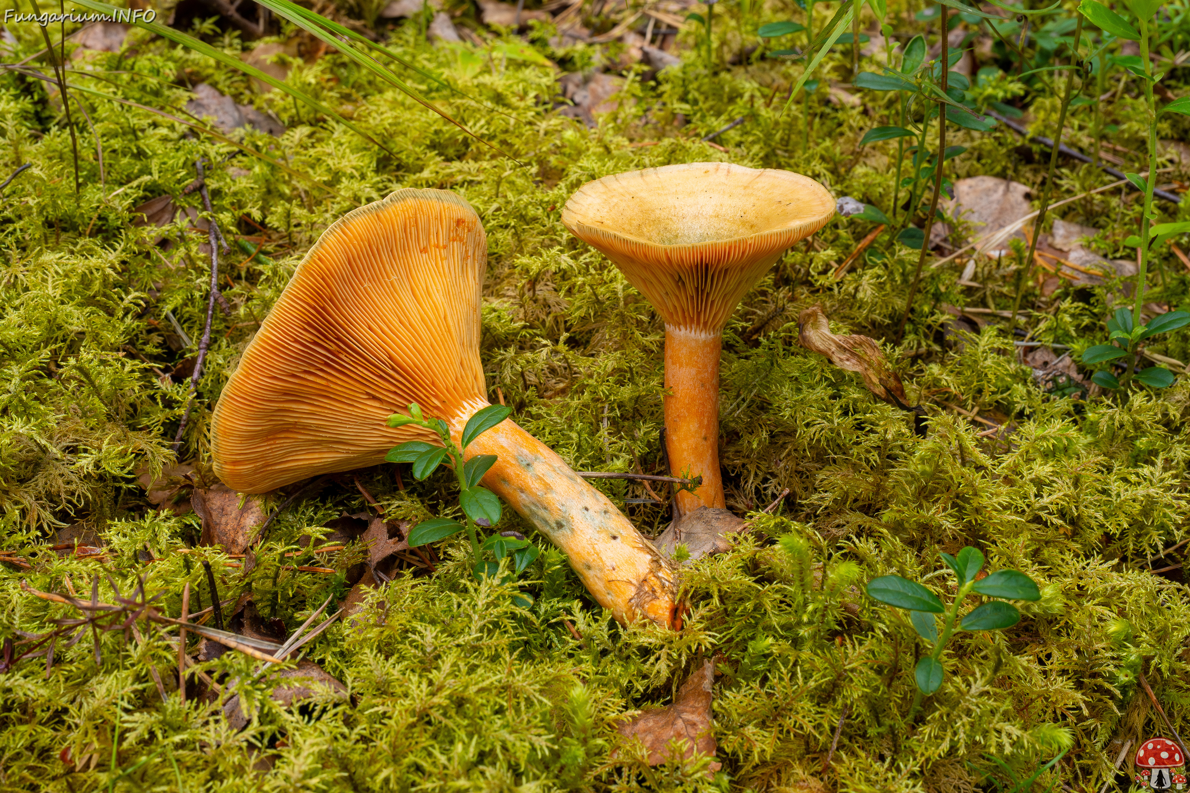 lactarius-fennoscandicus_1-23 