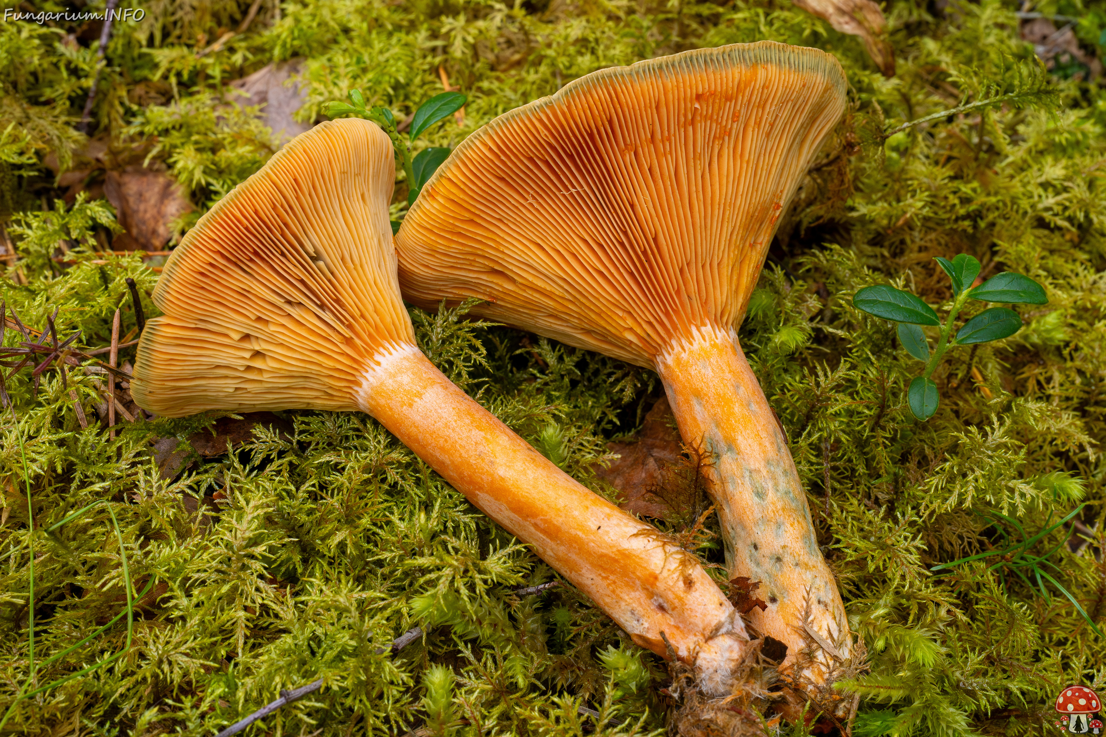 lactarius-fennoscandicus_1-24 