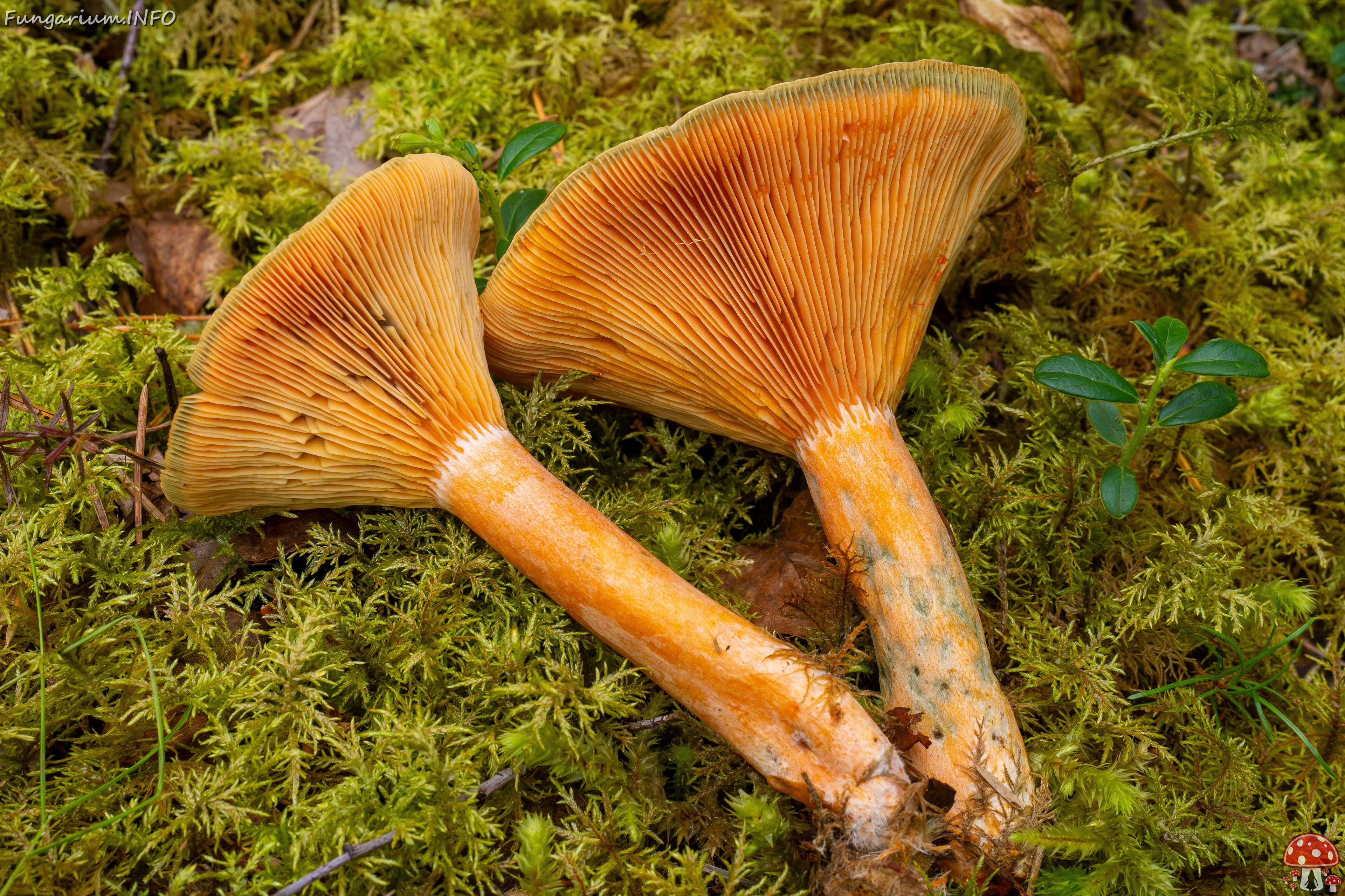 lactarius-fennoscandicus_1-25 