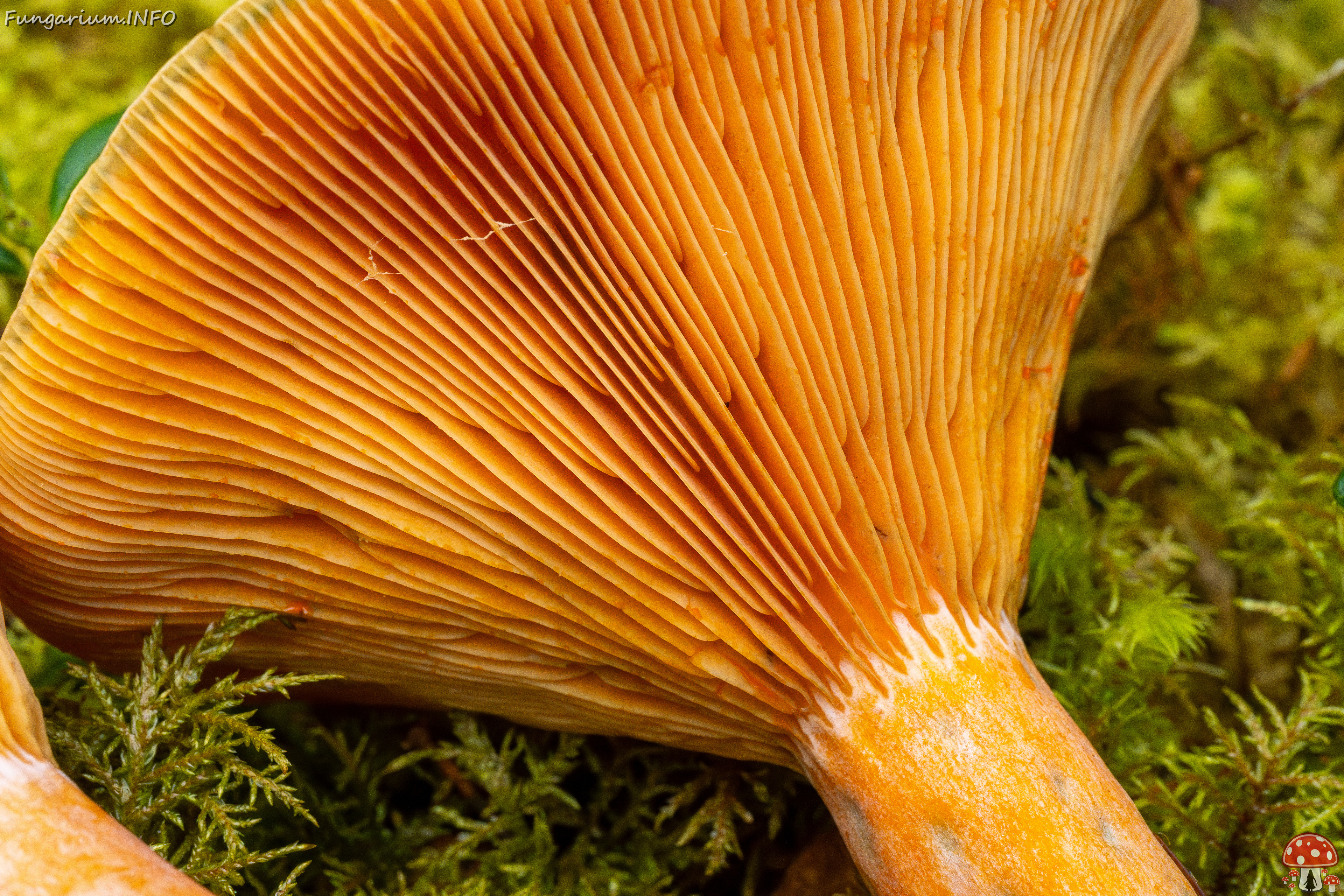 lactarius-fennoscandicus_1-26 