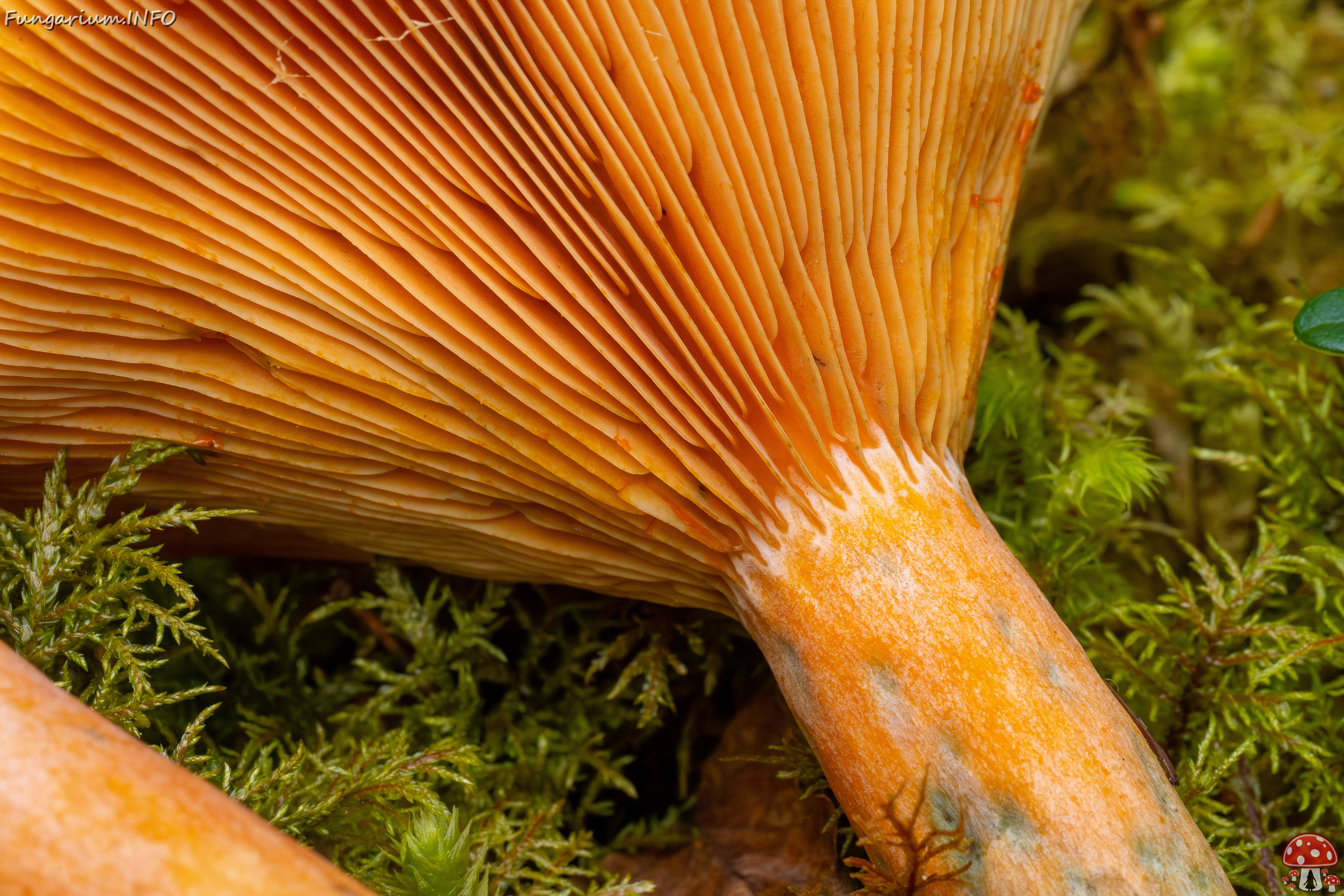 lactarius-fennoscandicus_1-27 