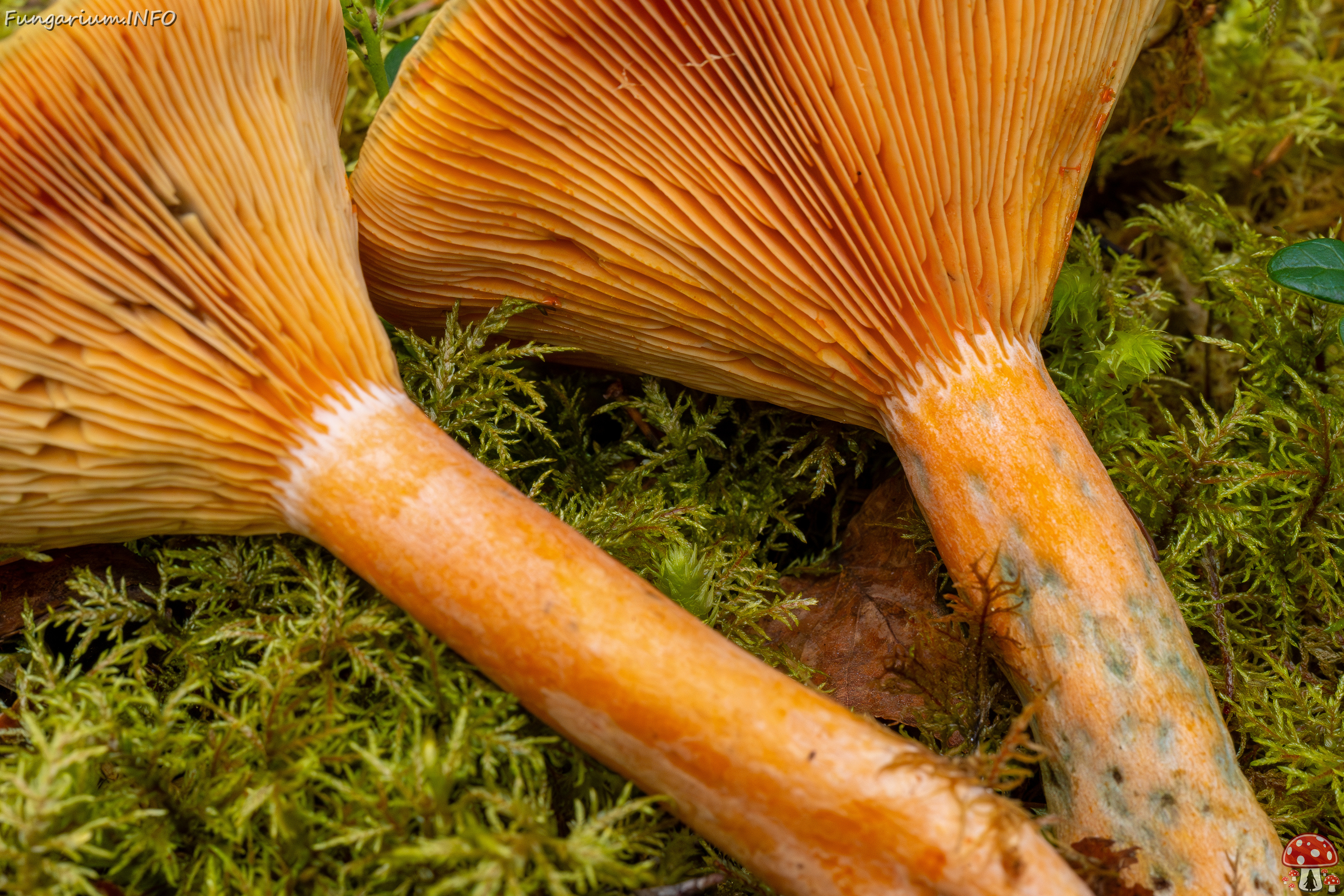 lactarius-fennoscandicus_1-28 