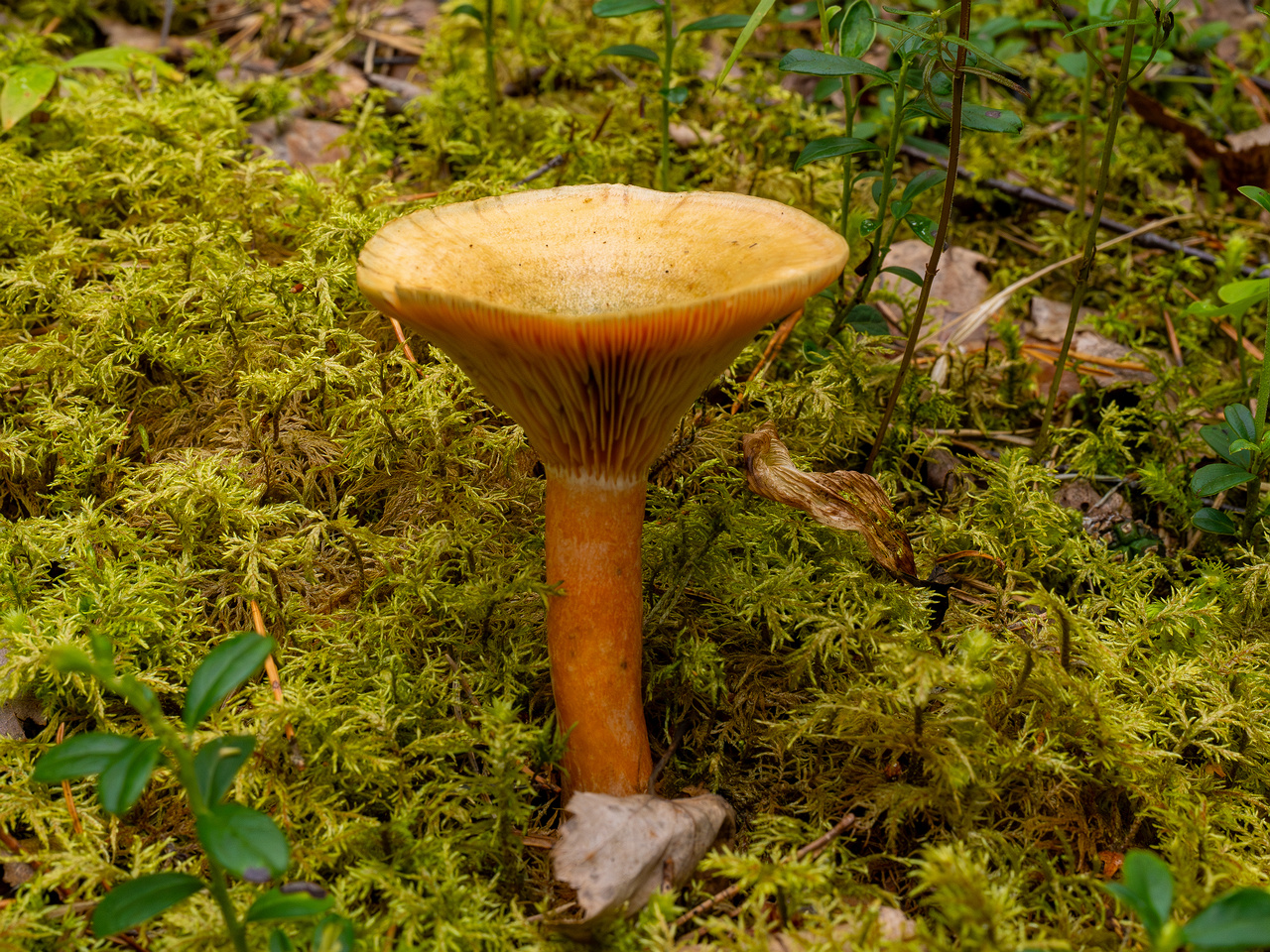 lactarius-fennoscandicus_1-10