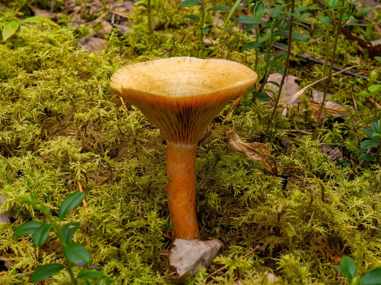 lactarius-fennoscandicus_1-11