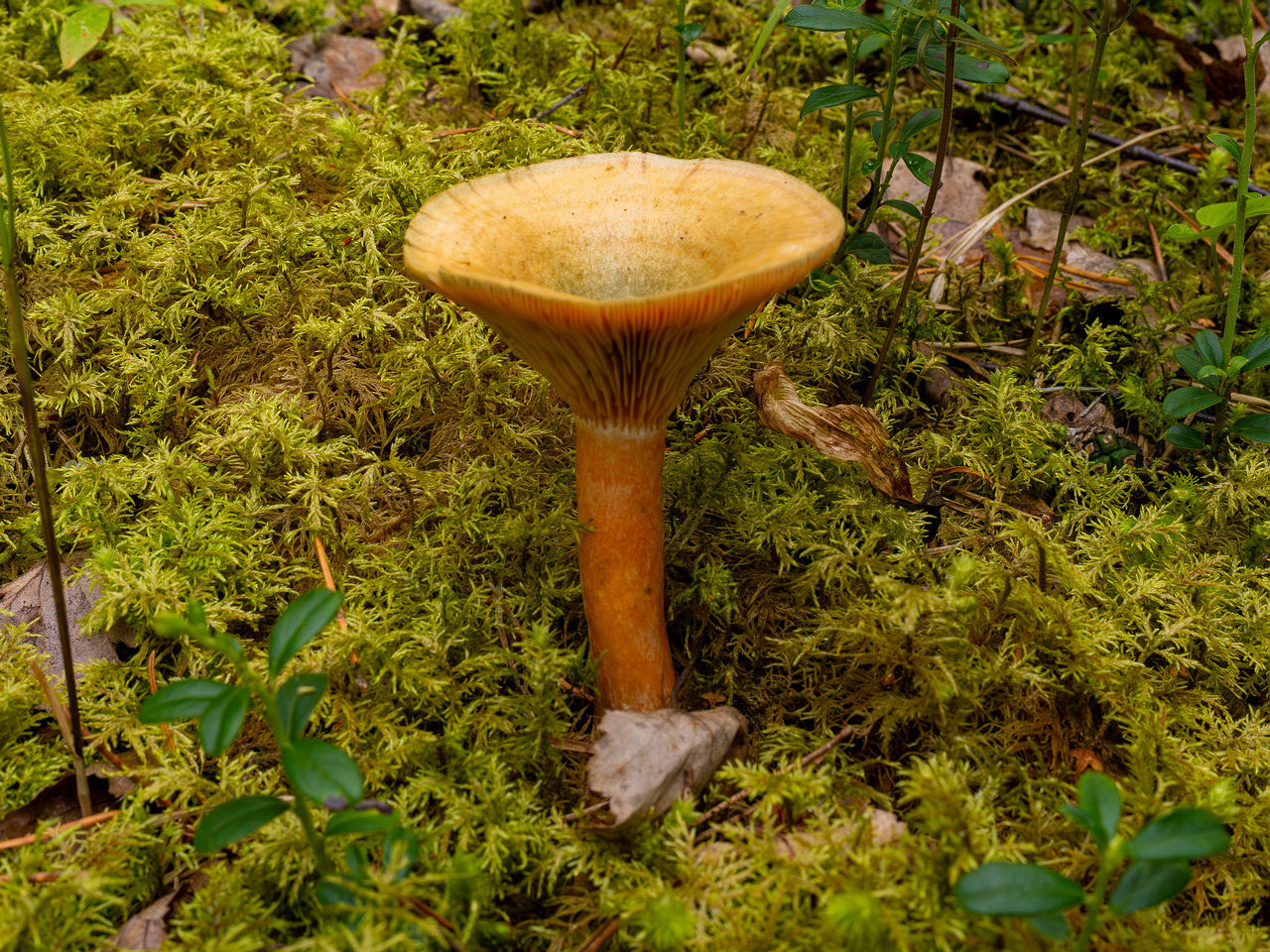 lactarius-fennoscandicus_1-12