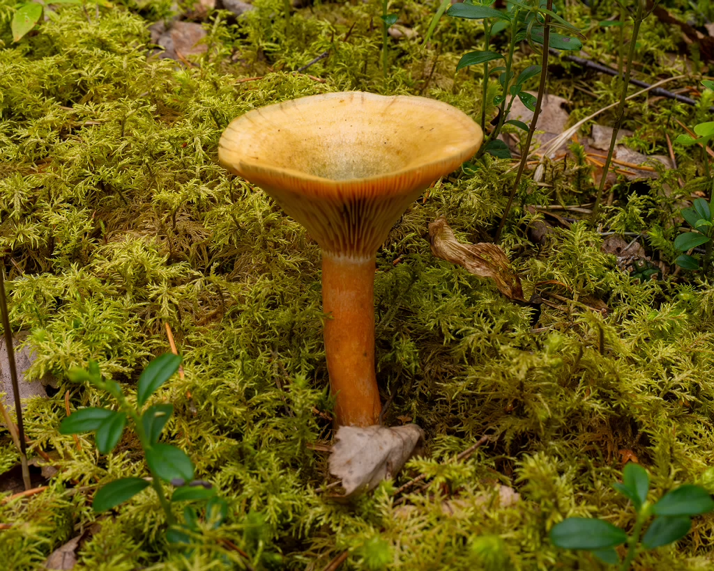 lactarius-fennoscandicus_1-12