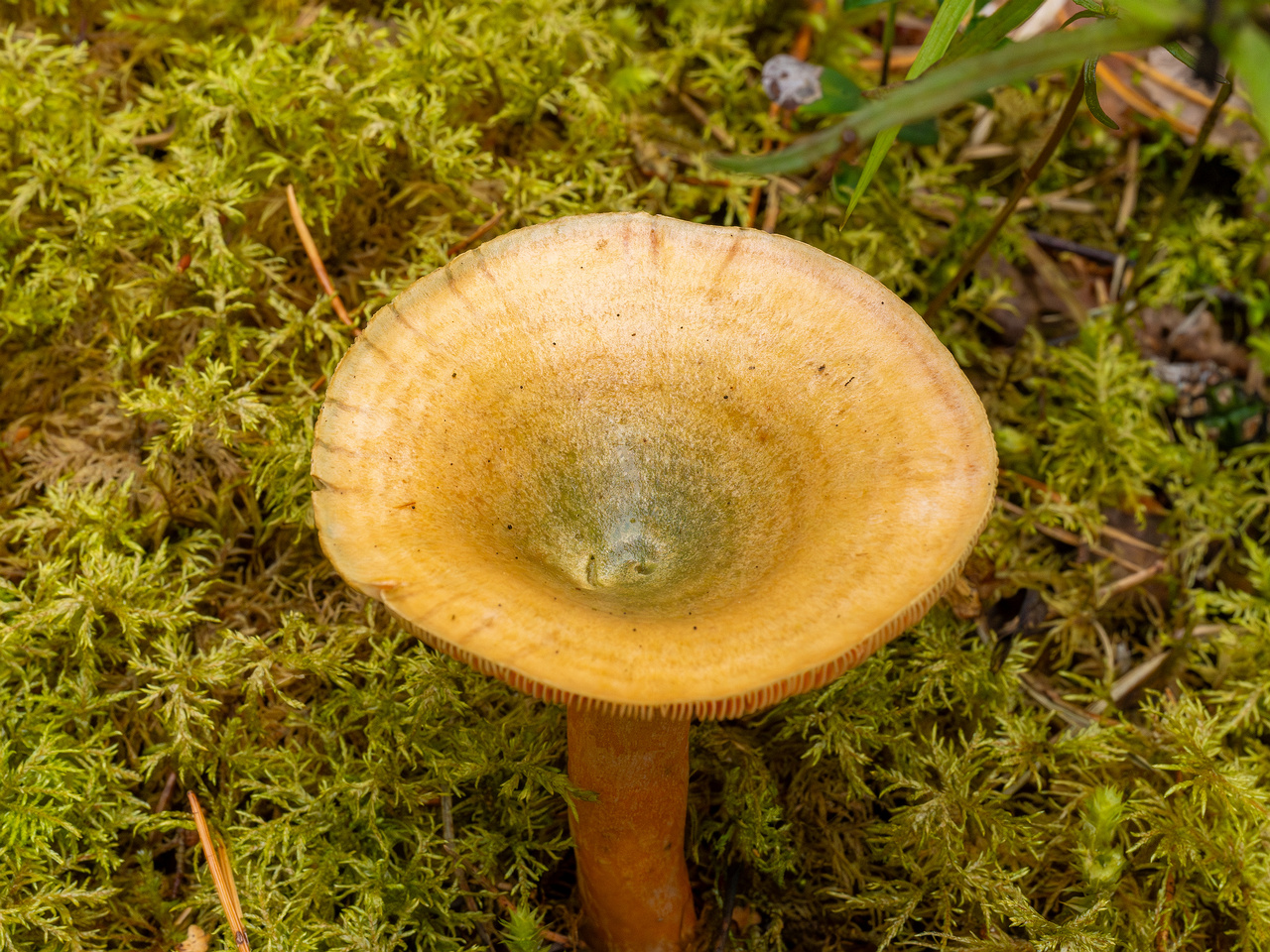 lactarius-fennoscandicus_1-13