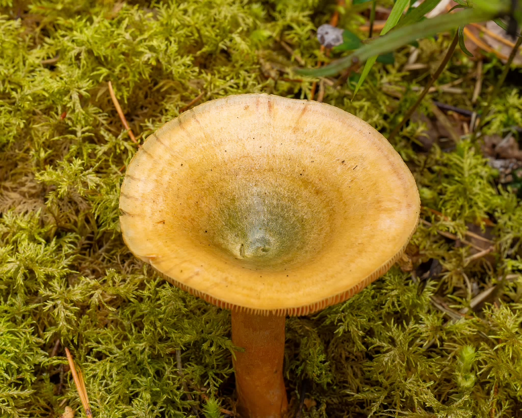 lactarius-fennoscandicus_1-13