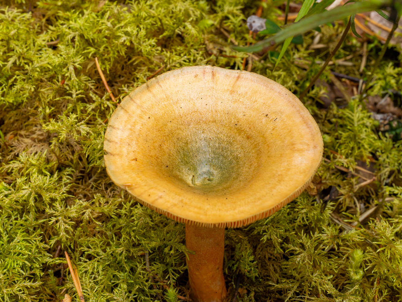 lactarius-fennoscandicus_1-14