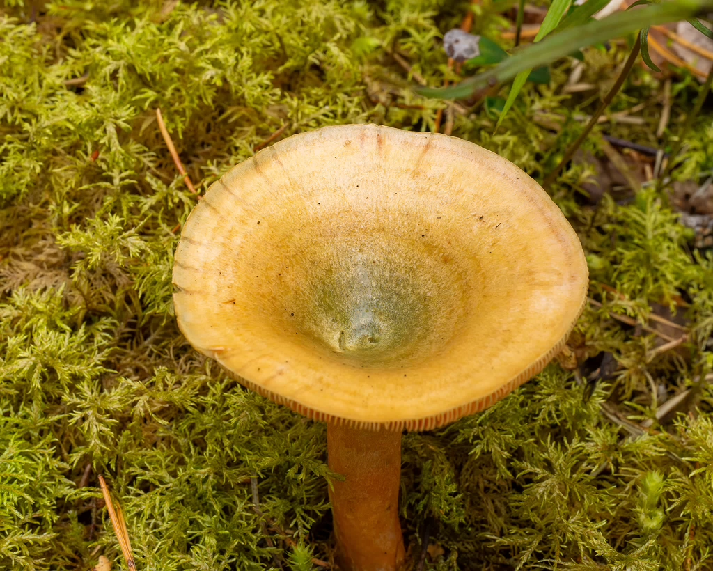 lactarius-fennoscandicus_1-14