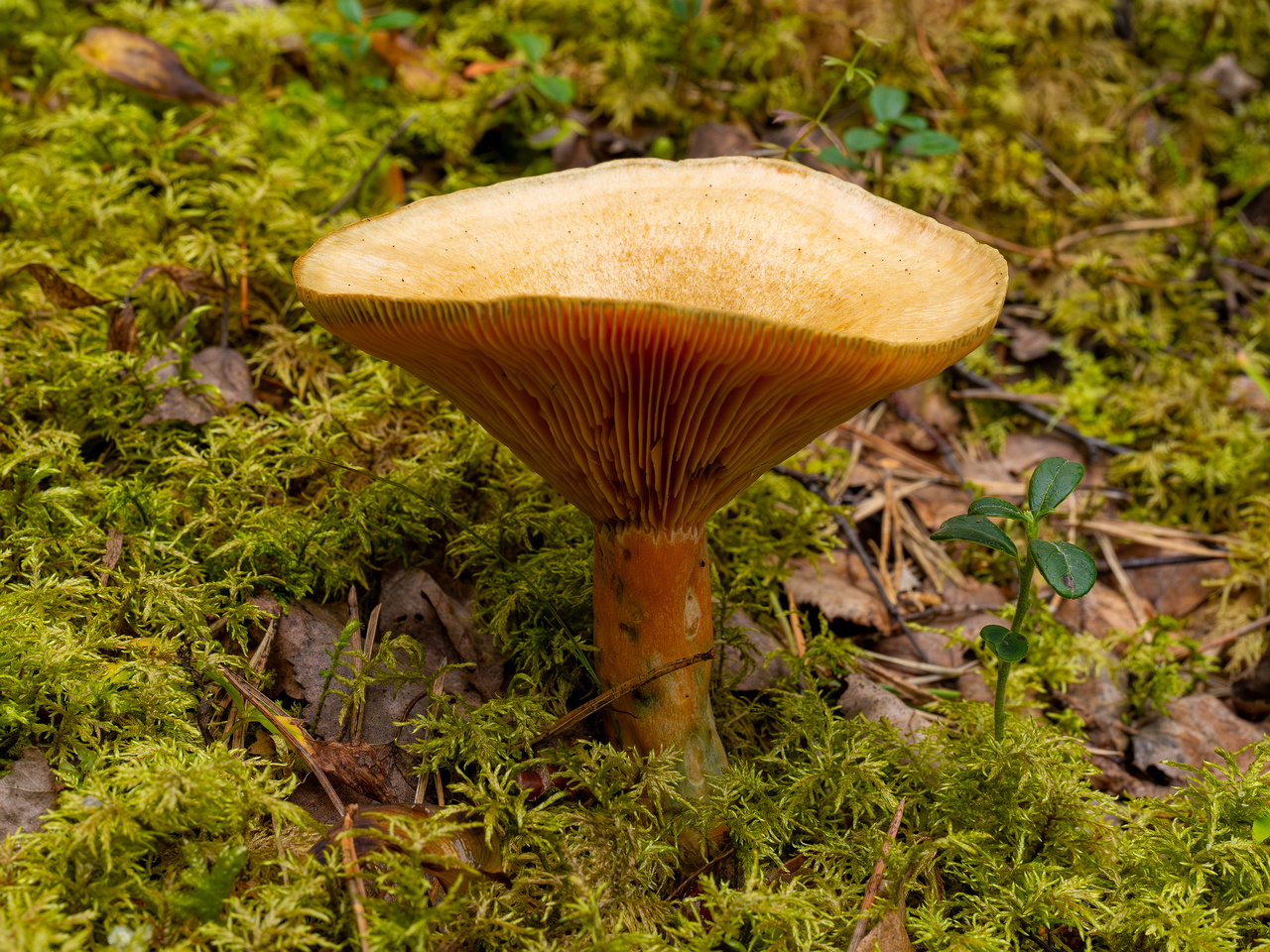 lactarius-fennoscandicus_1-15