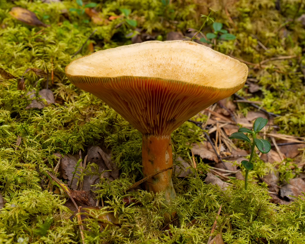 lactarius-fennoscandicus_1-15