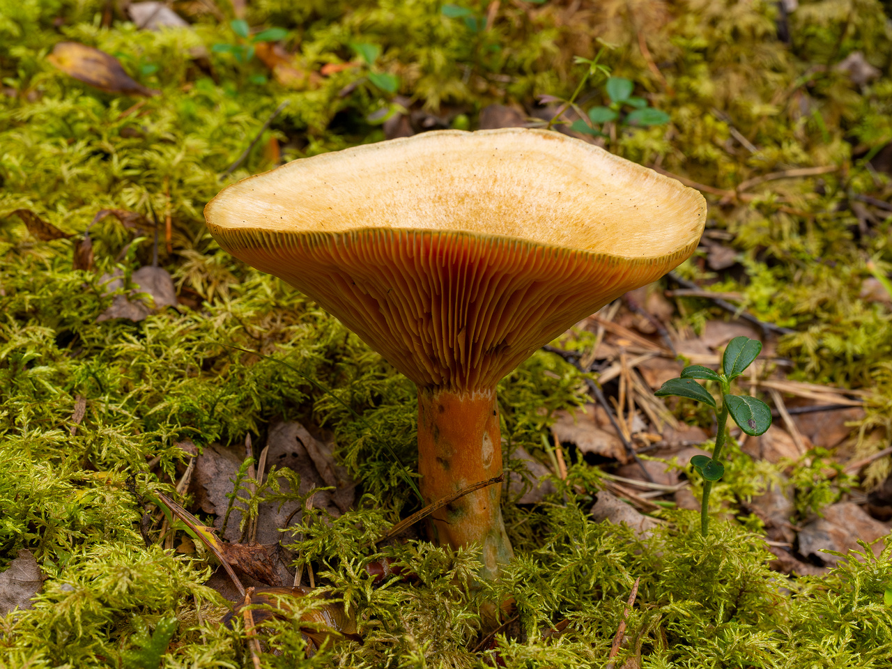 lactarius-fennoscandicus_1-16