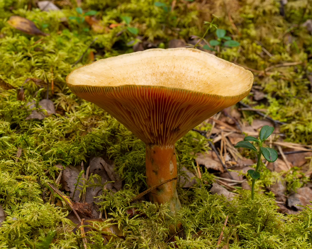 lactarius-fennoscandicus_1-16