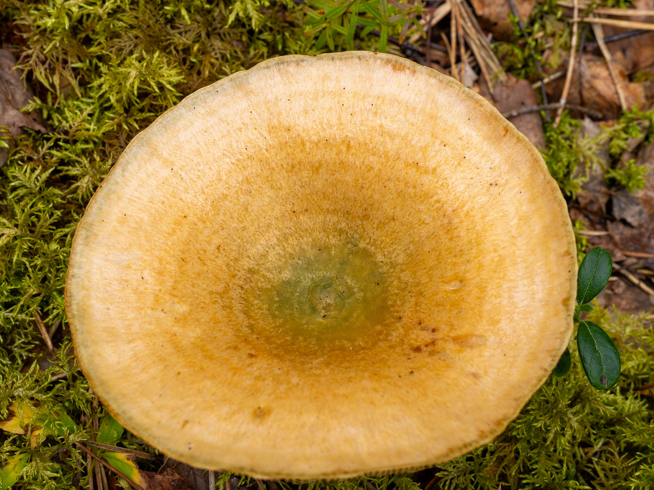 lactarius-fennoscandicus_1-17