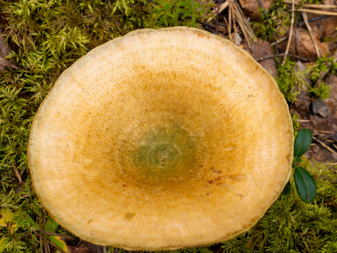 lactarius-fennoscandicus_1-18