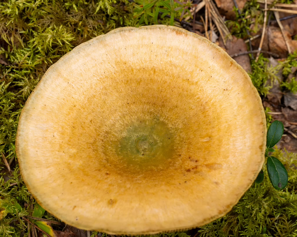 lactarius-fennoscandicus_1-18