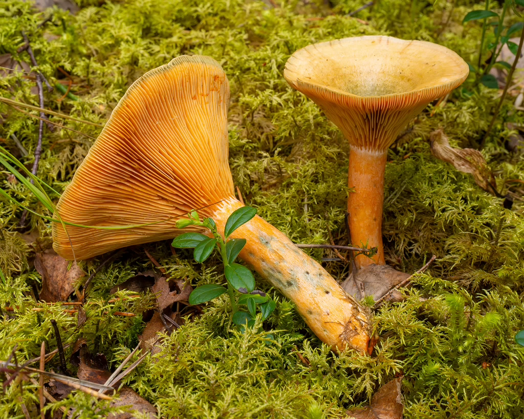 lactarius-fennoscandicus_1-20