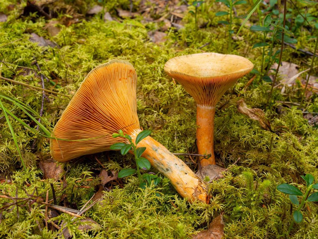 lactarius-fennoscandicus_1-21