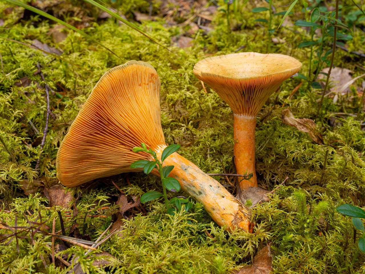 lactarius-fennoscandicus_1-22