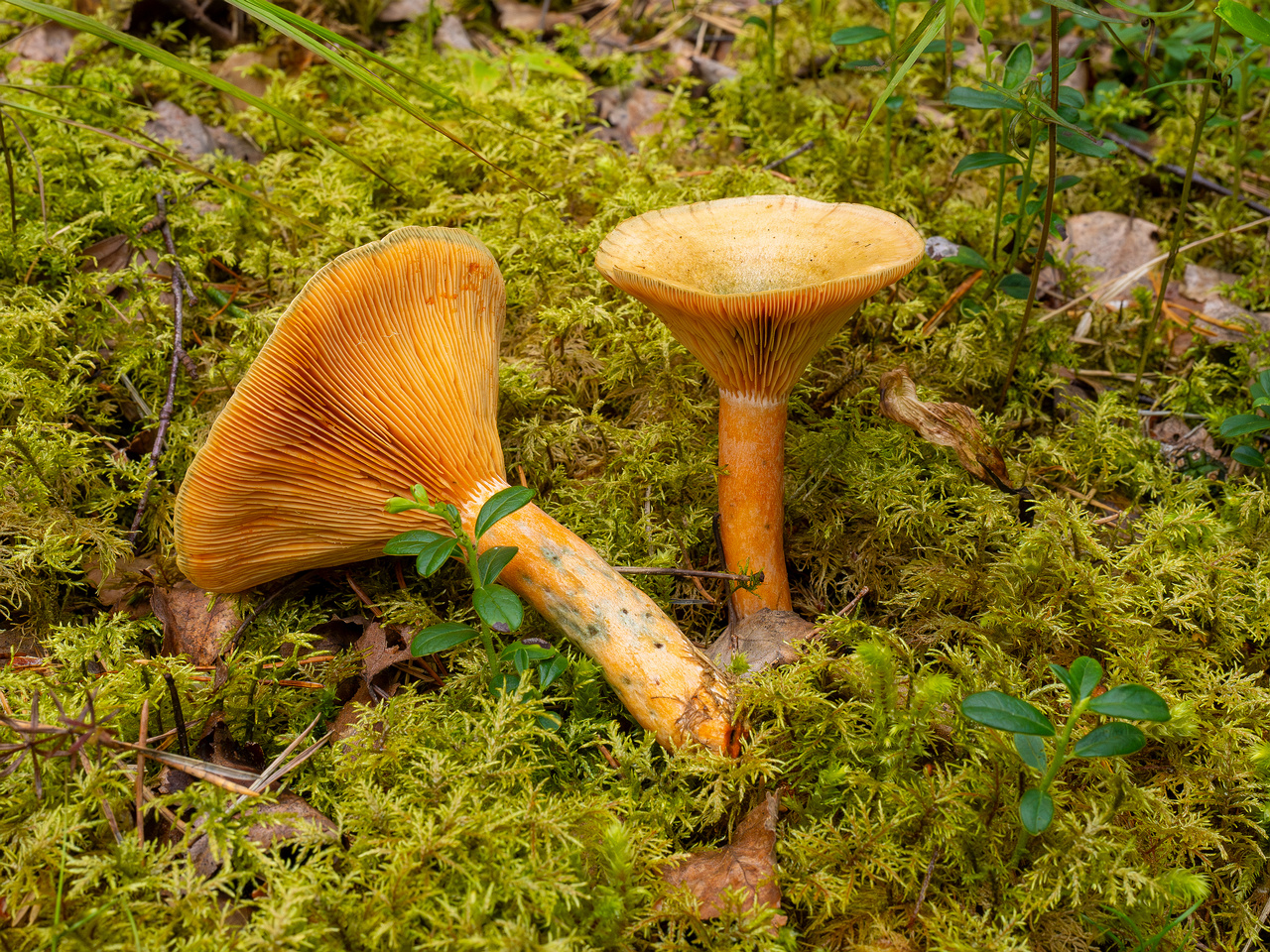 lactarius-fennoscandicus_1-23