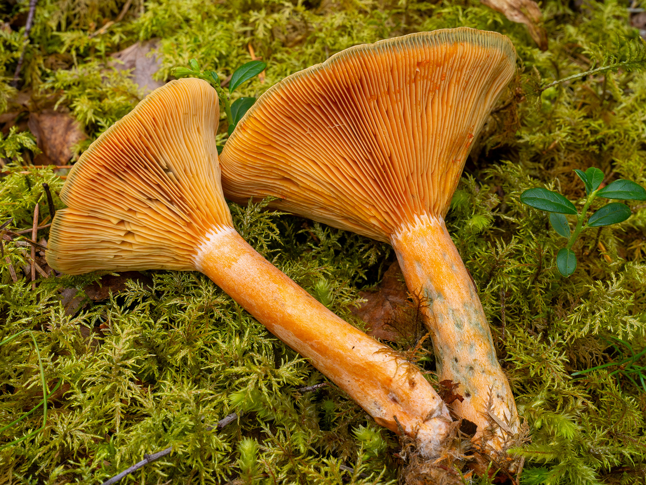 lactarius-fennoscandicus_1-24