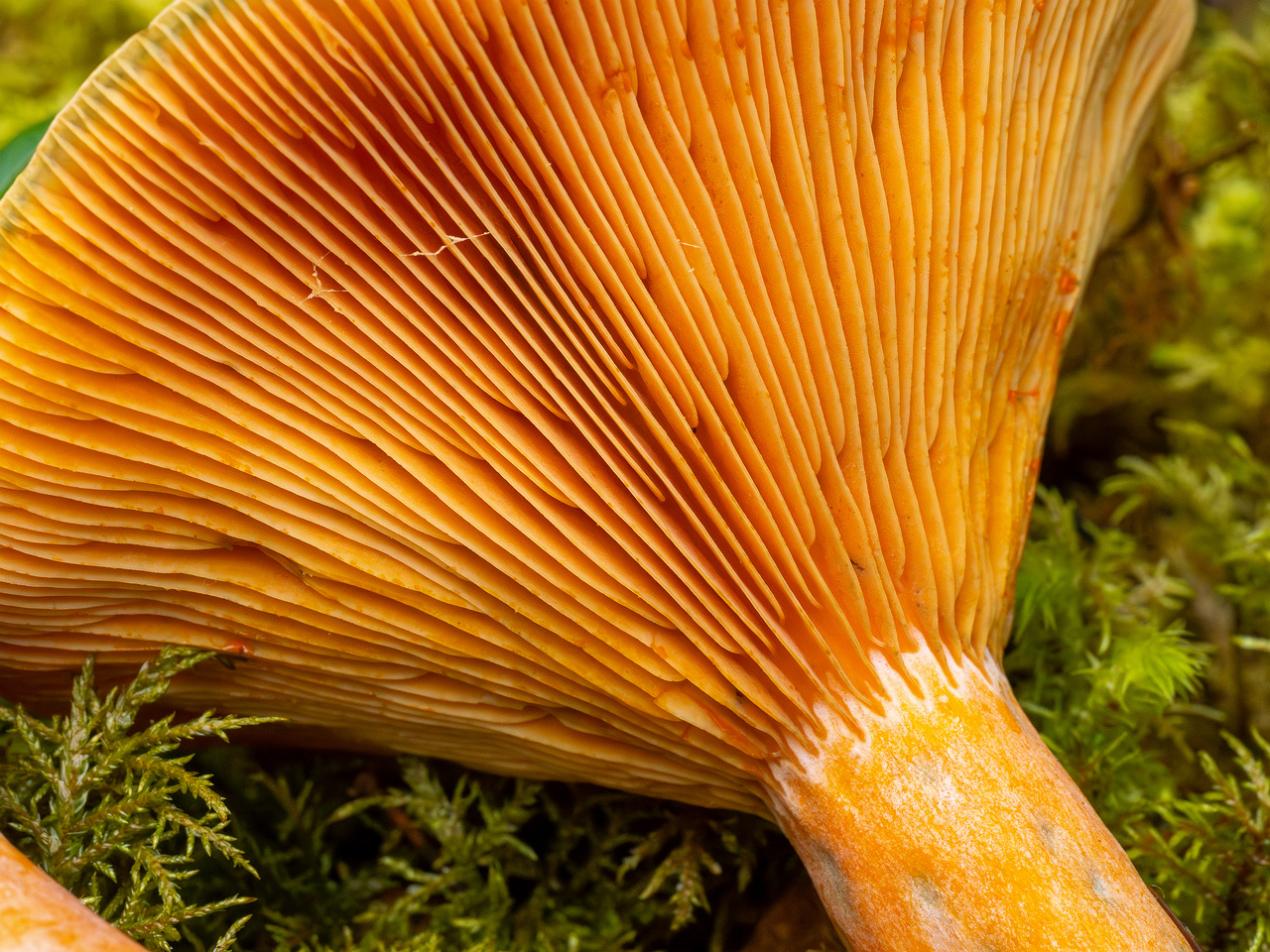 lactarius-fennoscandicus_1-26