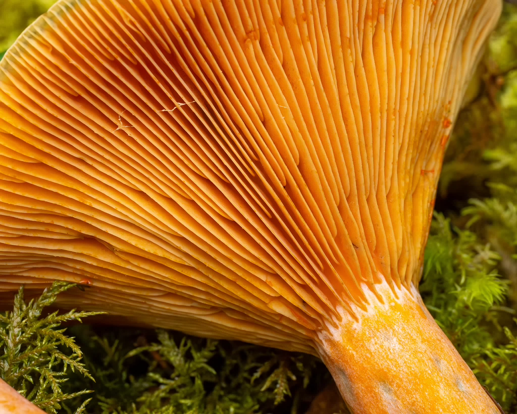 lactarius-fennoscandicus_1-26