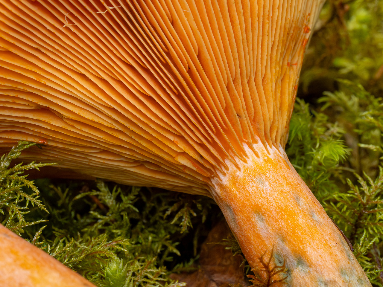 lactarius-fennoscandicus_1-27