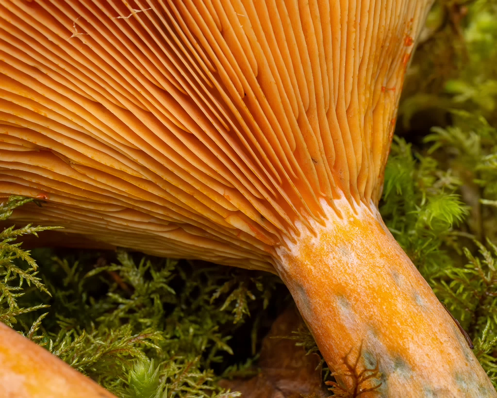 lactarius-fennoscandicus_1-27