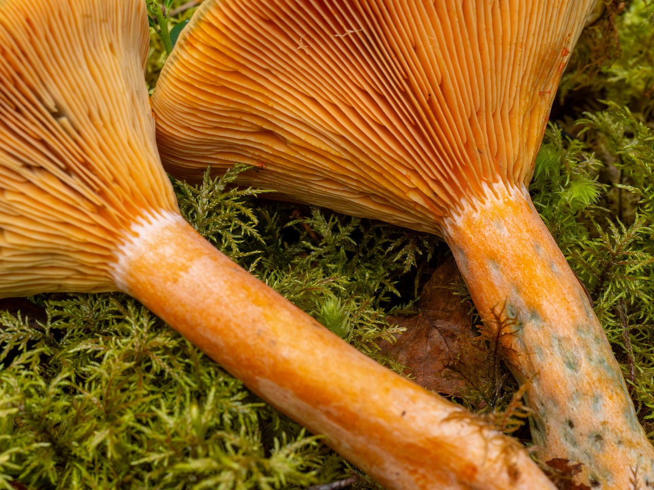 lactarius-fennoscandicus_1-28