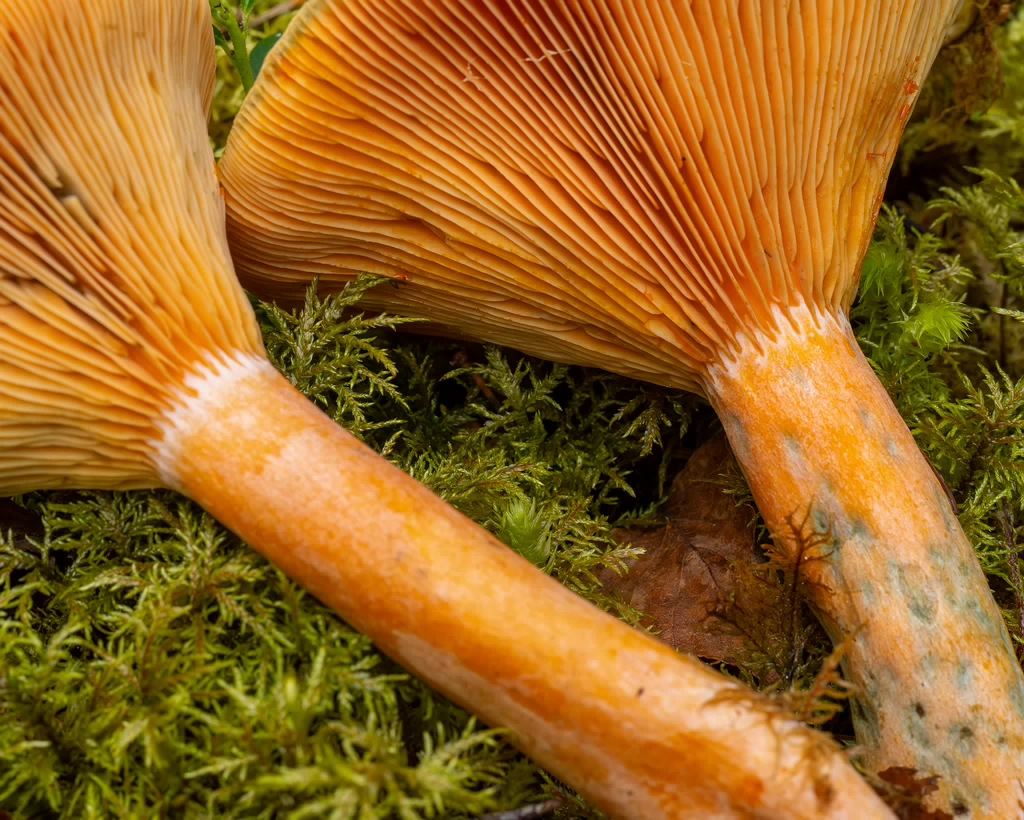 lactarius-fennoscandicus_1-28