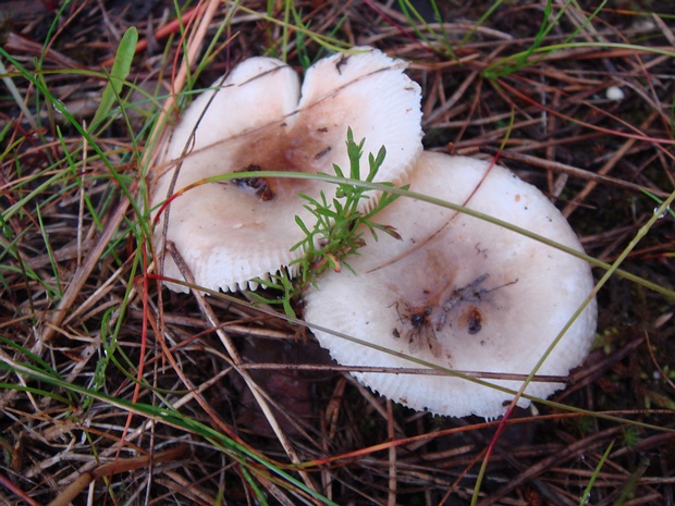 Сыроежка берёзовая - Russula betularum