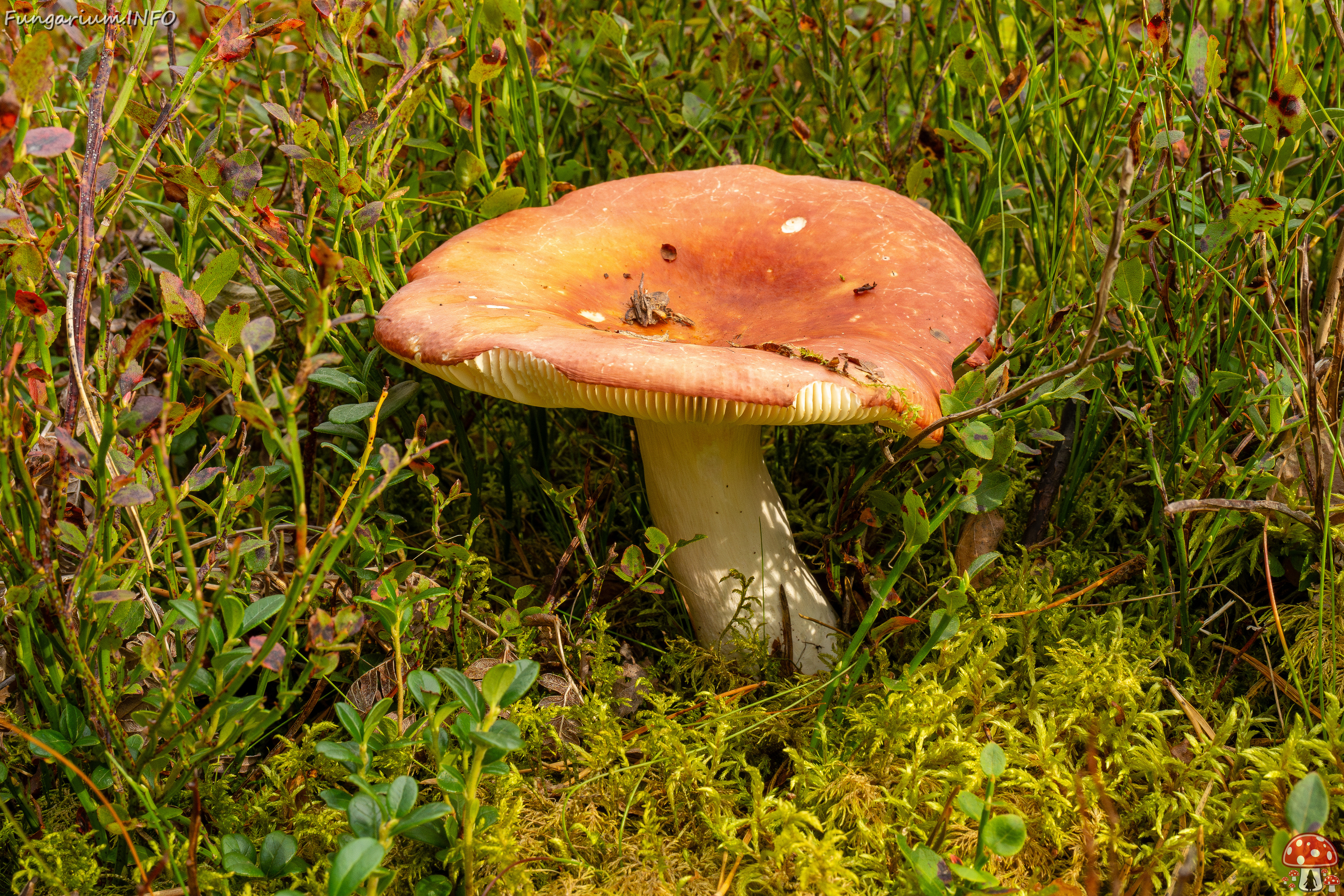 russula-paludosa_1-1 