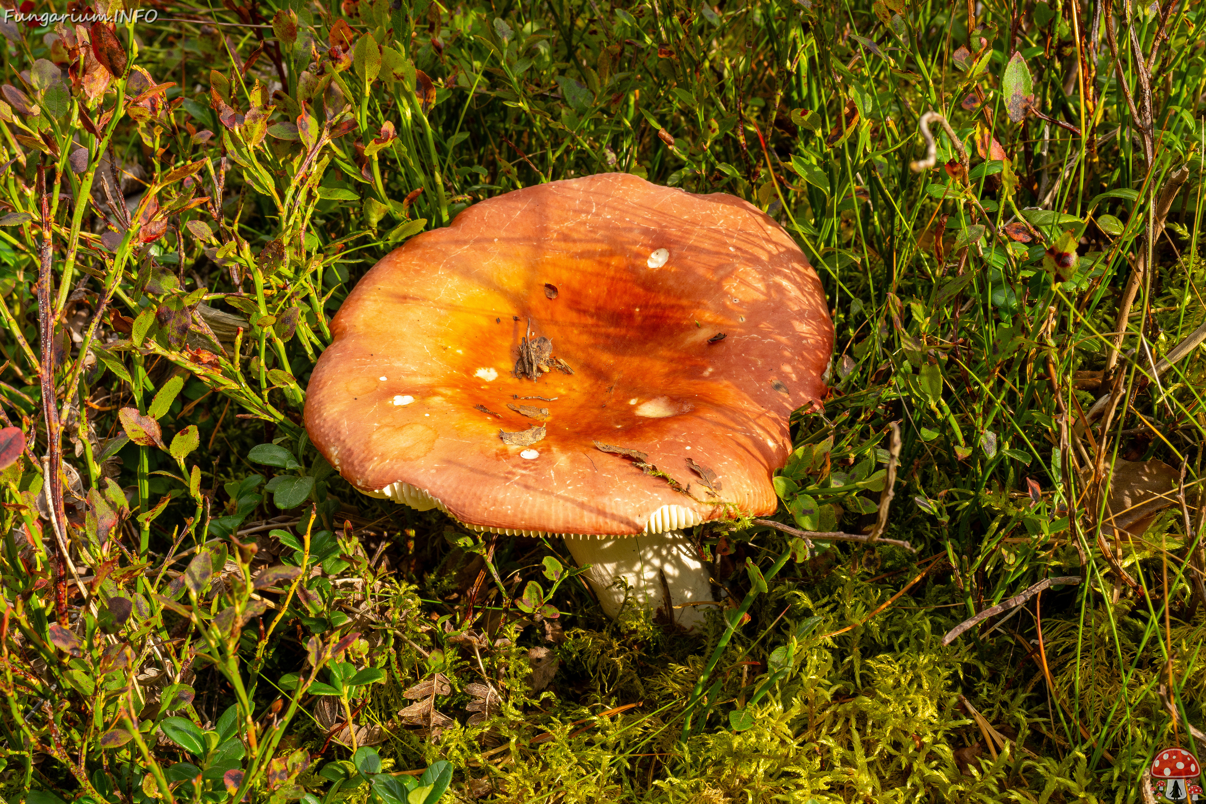 russula-paludosa_1-2 