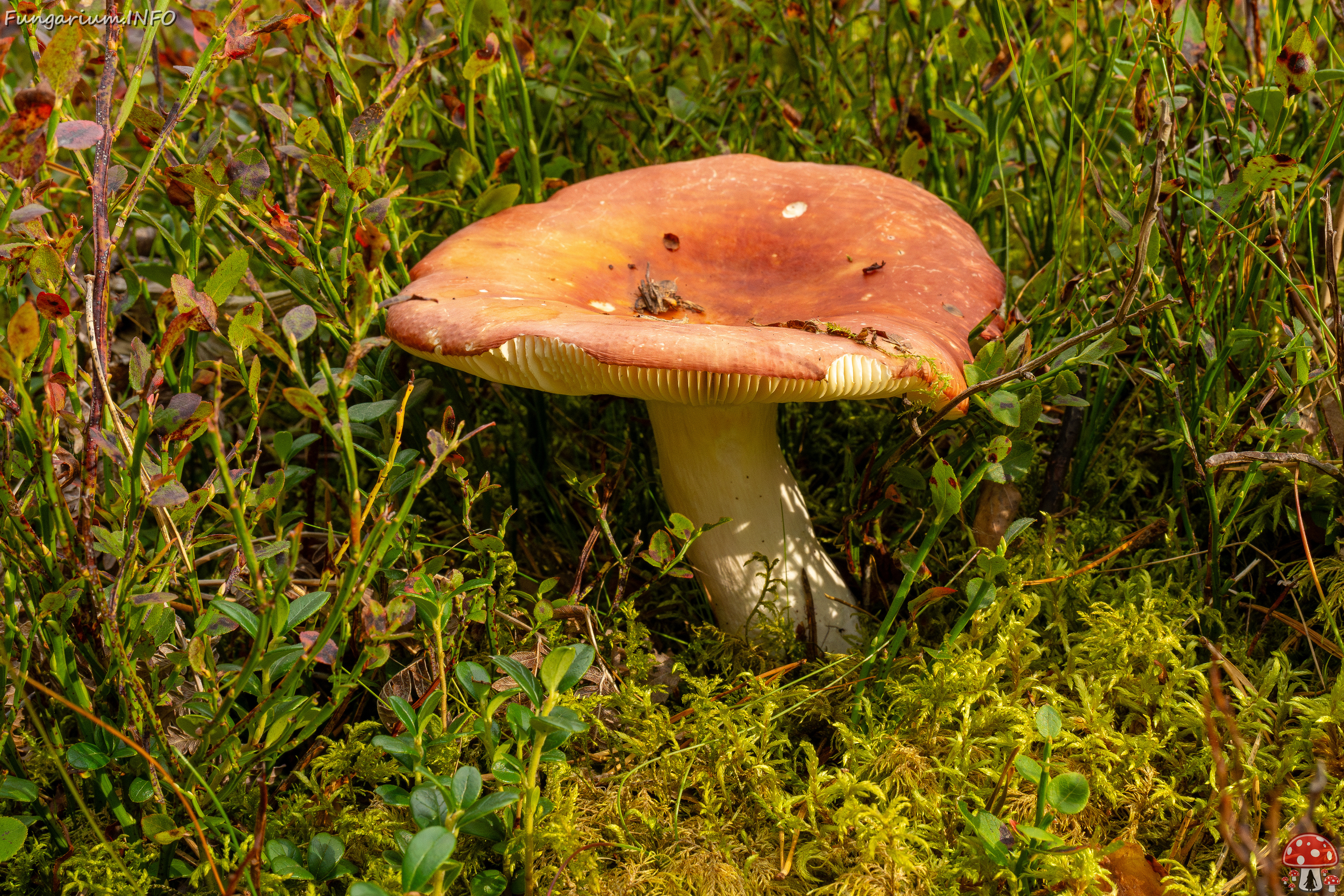 russula-paludosa_1-4 