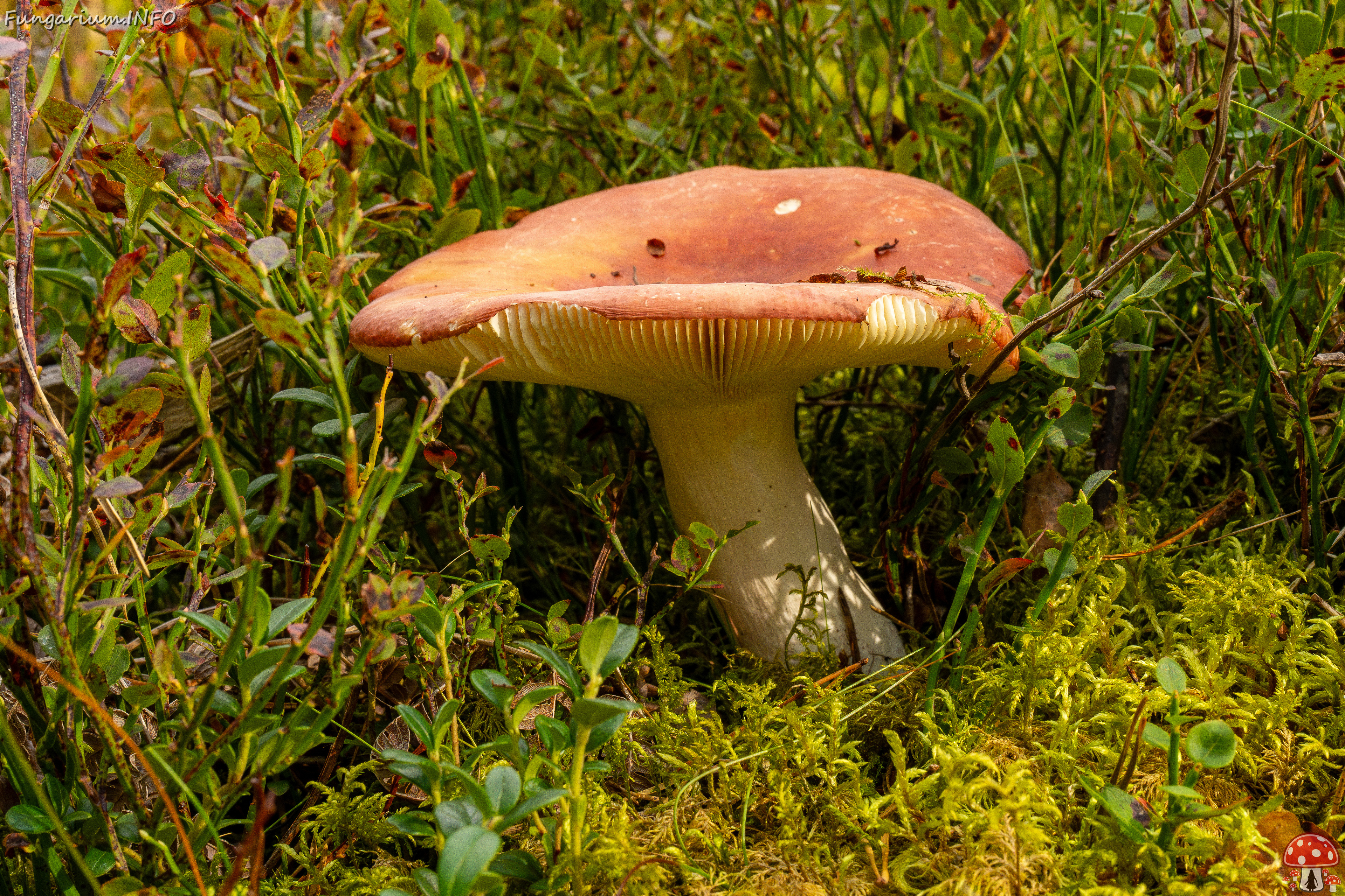 russula-paludosa_1-5 